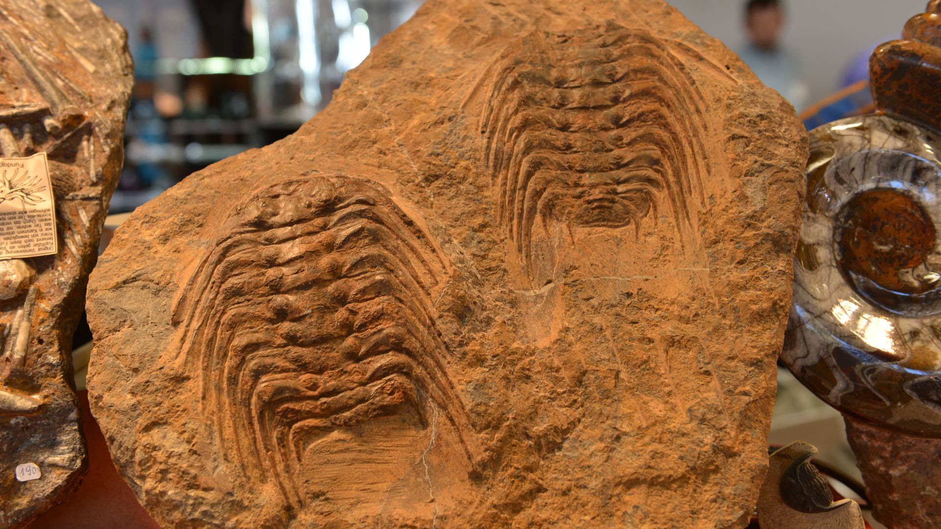 Two Moroccan trilobites from the Devon period, found near Erfoud in the Atlas Mountains.