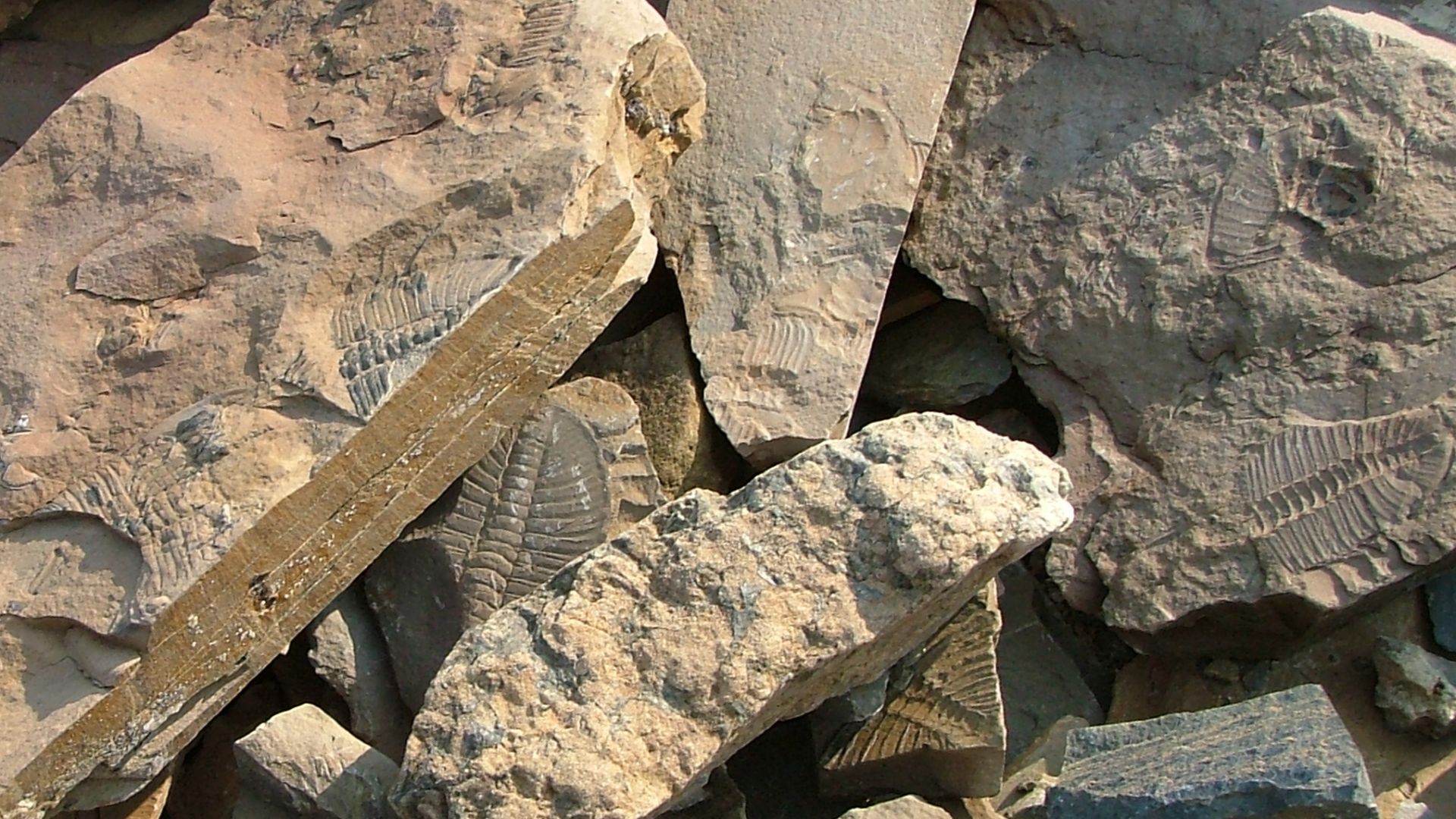 Fossil trilobites in talus at the Mount Stephen Trilobite Beds. Fossils are in their original position - the density is not a result of my arrangement! It may well be Ogygopsis klotzi
