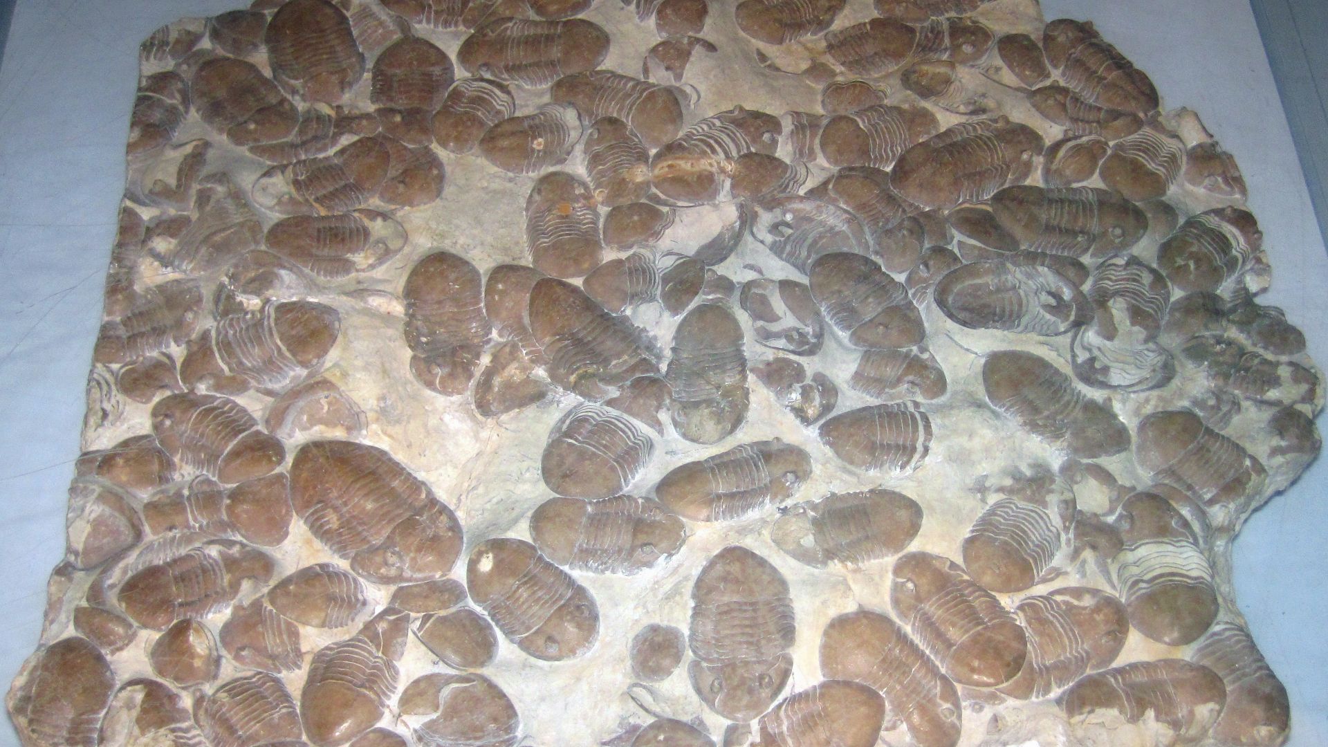 Homotelus bromidensis Esker, 1964 fossil trilobites in fossiliferous limestone from the Ordovician of Oklahoma, USA (public display, Nebraska State Museum of Natural History, Lincoln, Nebraska, USA).
Oklahoma's Bromide Formation has produced some amazing 