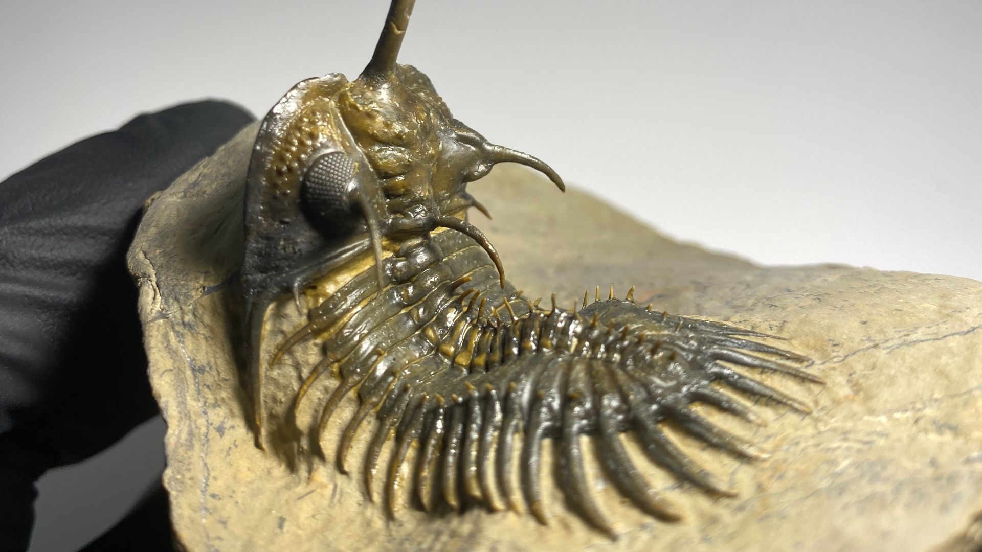 An expertly prepared Walliserops trifurcatus trilobite fossil from the Devonian of Morocco. TheFossilTrade Collection