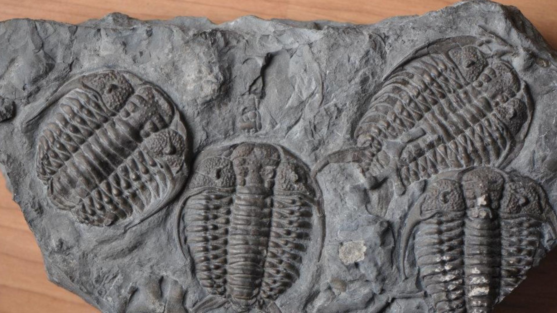 Gabriceraurus multiple (dorsal view) Belleville, Ontario. Specimen at center is about 4.5