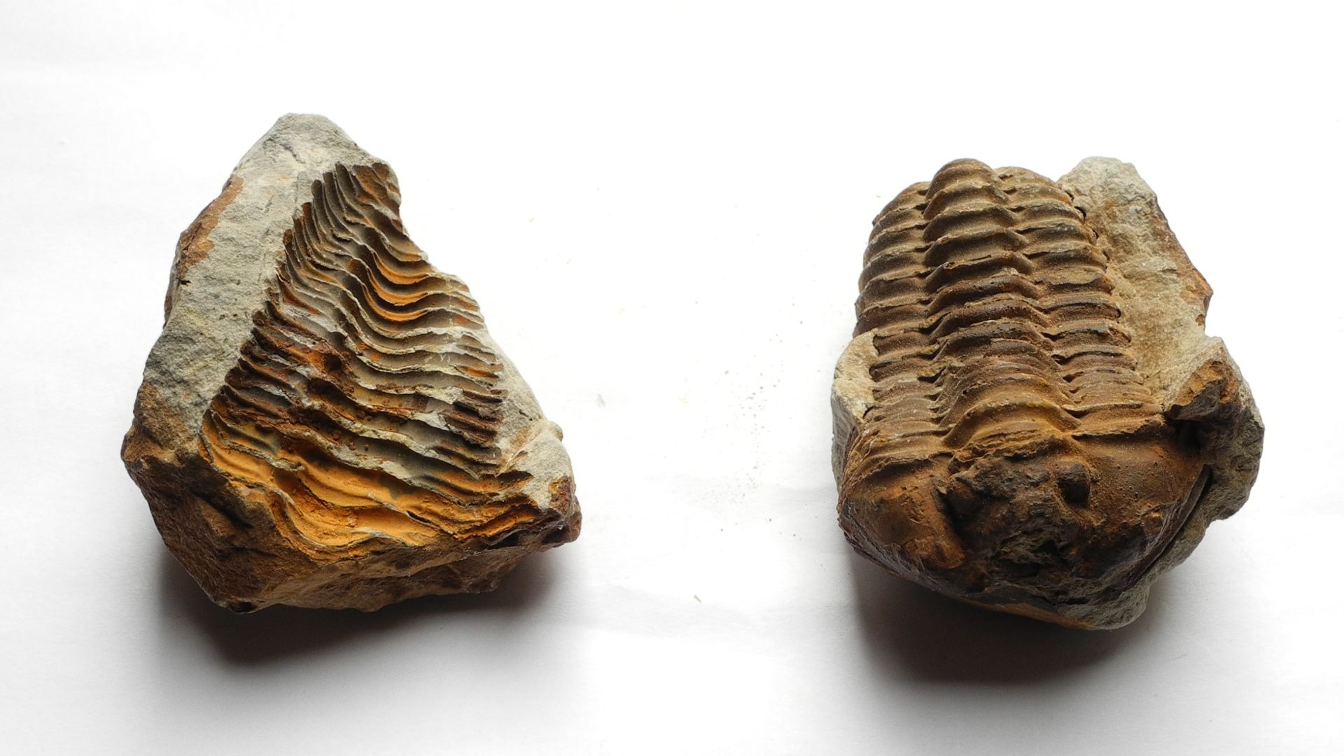 Calymenid trilobite:
closed nodule (top)
opened, showing the external moult (left) and (right) the fossil