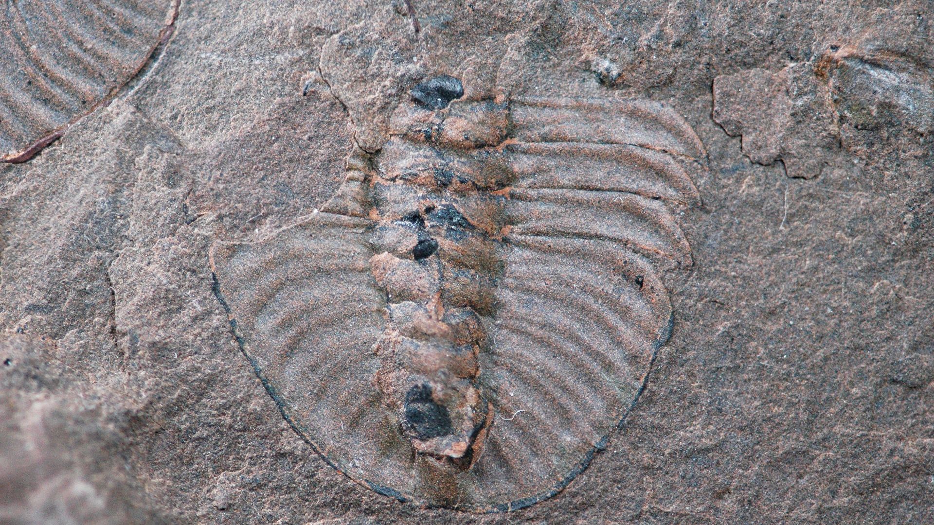 Ogygopsis klotzi pygidium (tail) (2.1 cm across) in slightly calcareous mudshale.  From the “Ogygopsis beds” of the Burgess Shale Formation on Mt. Stephen, British Columbia, southwestern Canada (vintage specimen).
The Burgess Shale Formation in the Canadi