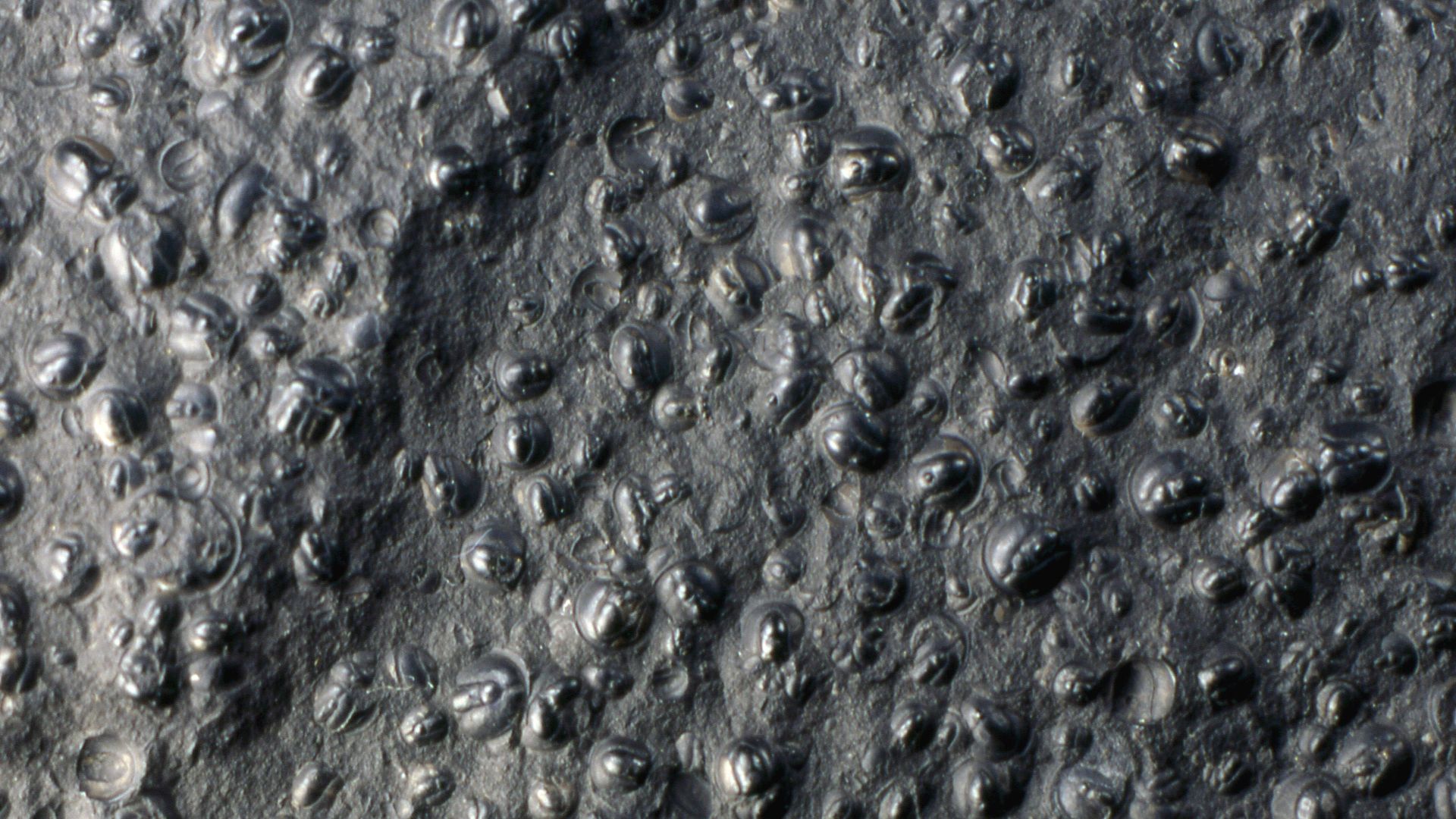 Agnostus pisiformis (Wahlenberg, 1818) fossil trilobites from the Cambrian of Sweden (YPM 36654, Yale University’s Peabody Museum of Natural History, New Haven, Connecticut, USA) (centimeter scale).


Well-preserved trilobites occur in Sweden’s Alum Shale