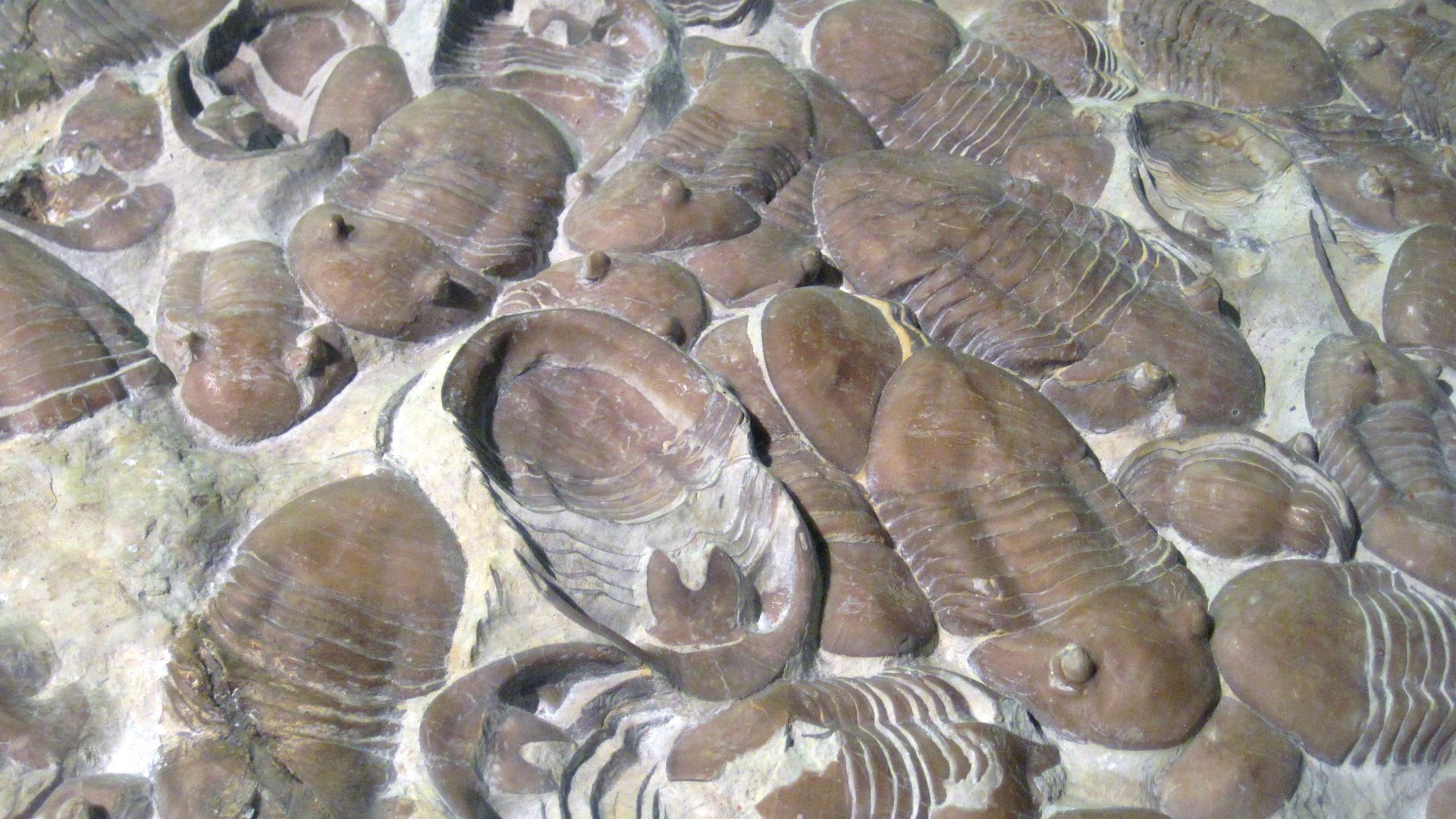 Homotelus bromidensis Esker, 1964 fossil trilobites in fossiliferous limestone from the Ordovician of Oklahoma, USA (public display, Nebraska State Museum of Natural History, Lincoln, Nebraska, USA).
Oklahoma's Bromide Formation has produced some amazing 