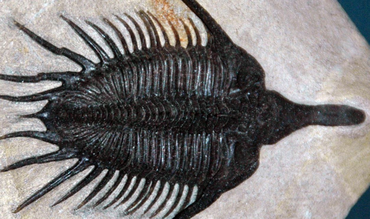 Psychopyge elegans fossil trilobite