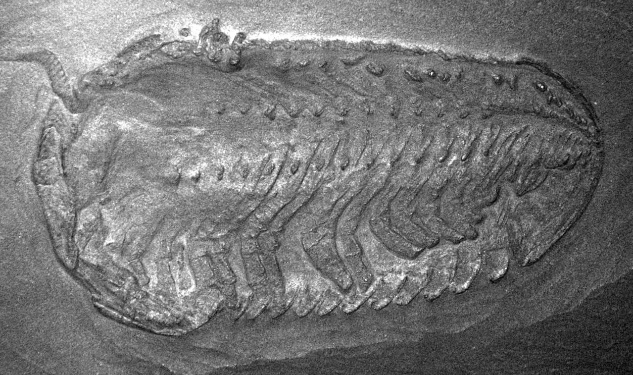 Chotecops ferdinandi fossil trilobite (Kaub Formation, Hunsruck Slate Group, Lower Devonian; Budenbach area, western Germany) 1
