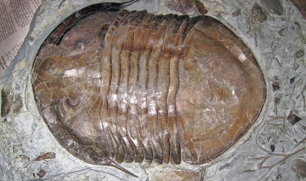 Isotelus maximus fossil trilobite (Upper Ordovician; Adams County, Ohio, USA) 2
