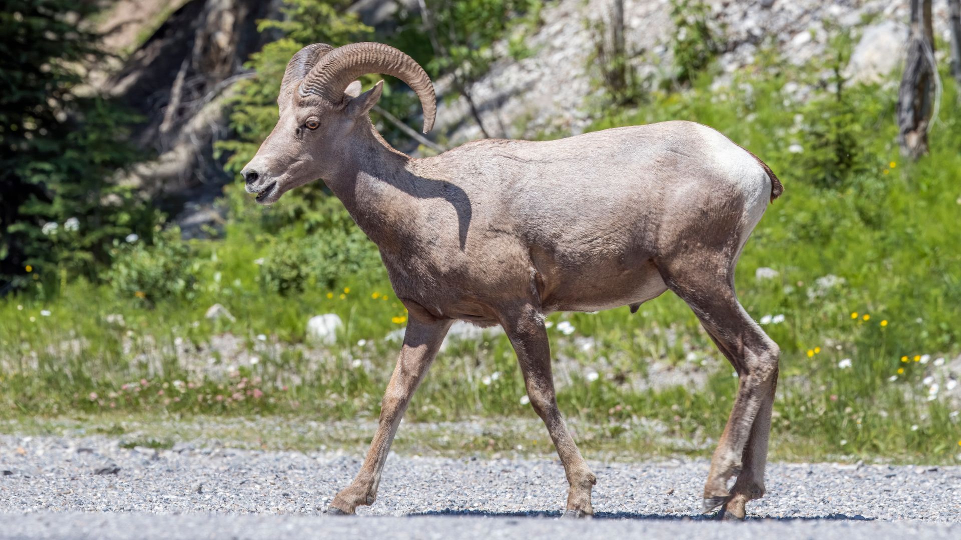 Bighorn sheep (Ovis canadensis canadensis) male, probably 5-6 years old, near Radium Hot Springs, Kootenay National Park, BC, Canada