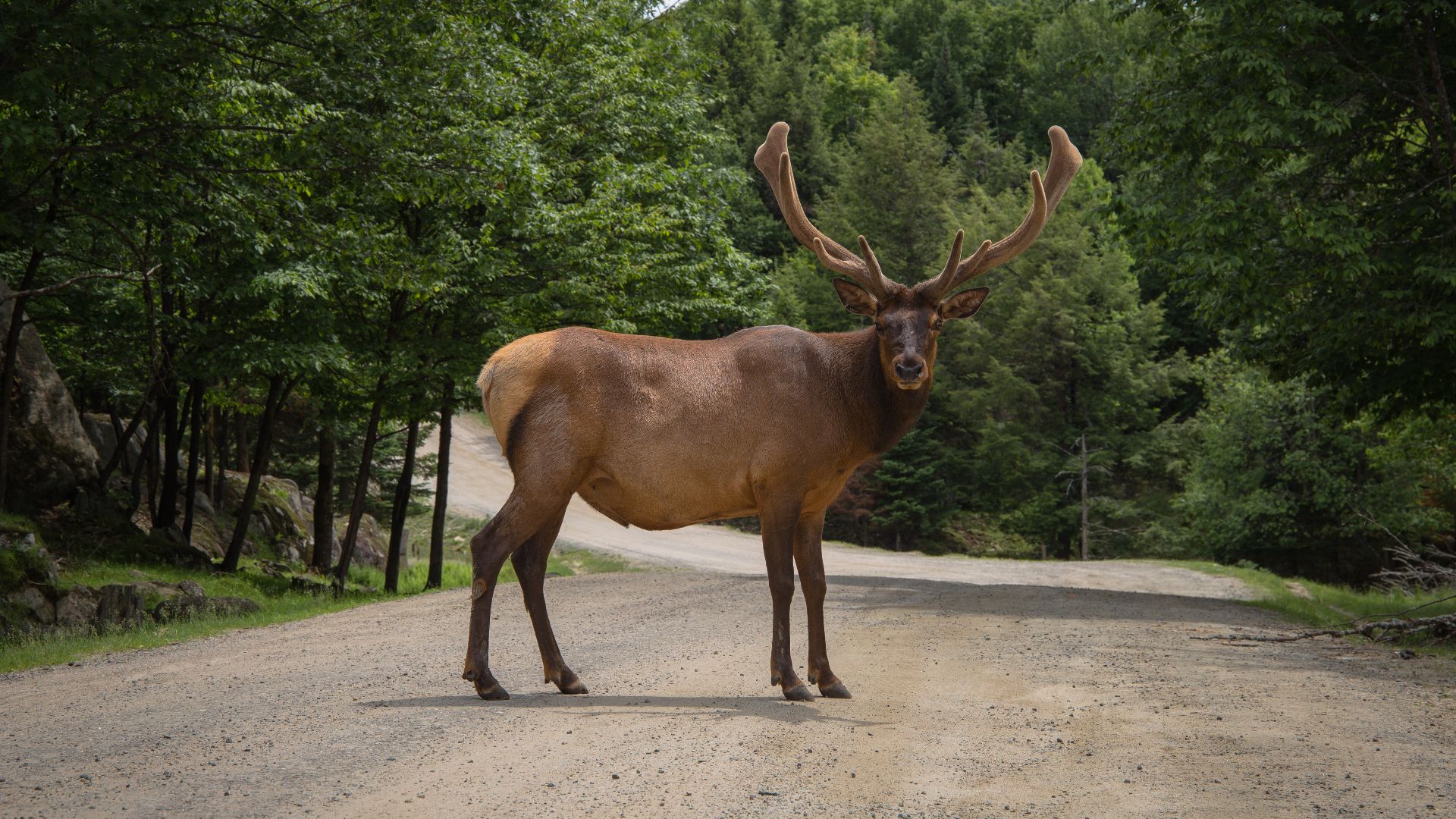 Parc Oméga, Montebello, Canada