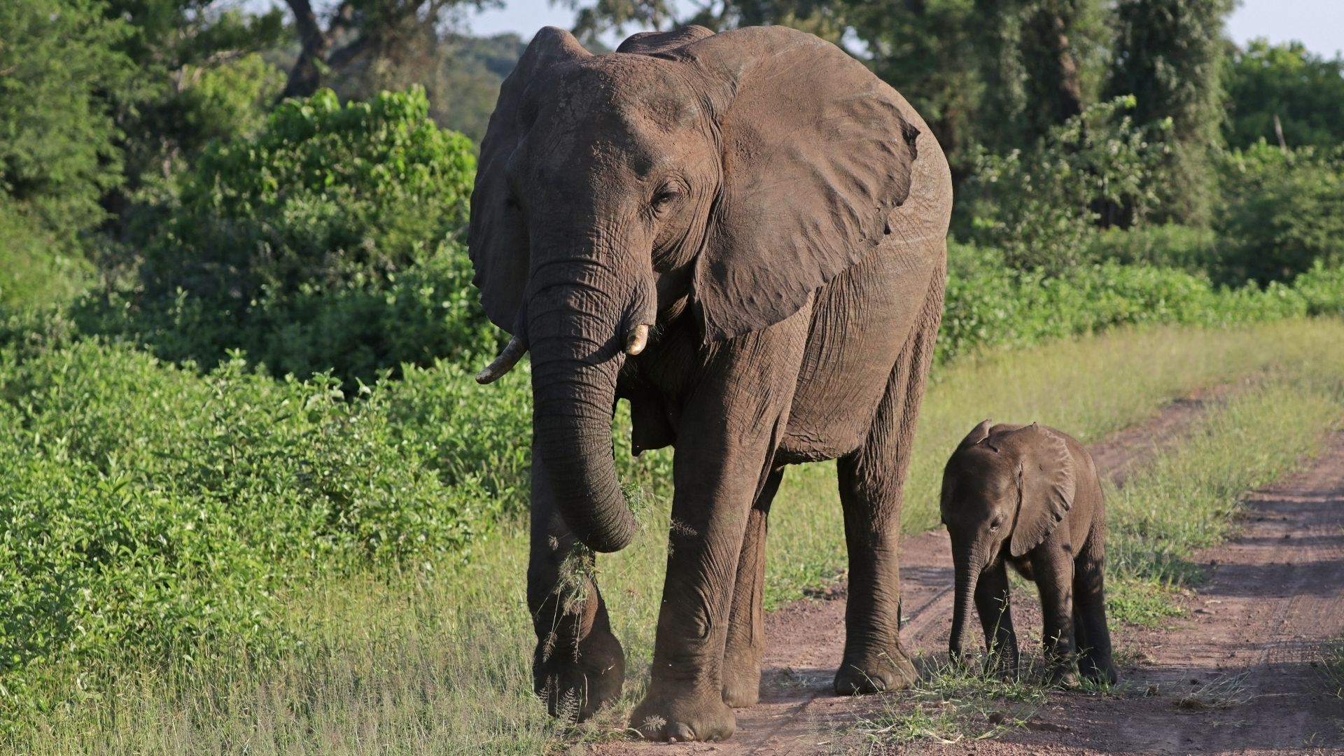 African bush elephants (Loxodonta africana) female with six-week-old baby, Matetsi Safari Area, Zimbabwe