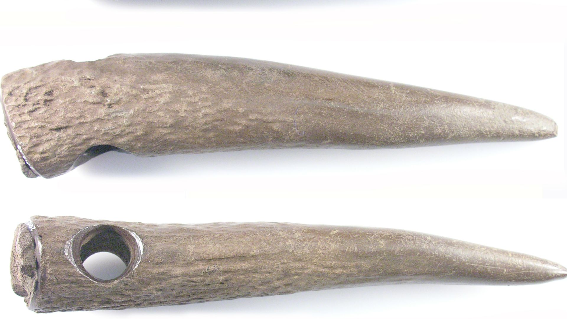 A Mesolithic antler pick with fragment of the wooden haft.    This pick has been constructed using the tip of an antler tine.  There is a cut surface across the butt and there is a triangular chip missing; this is probably post depositional damage.  A hol