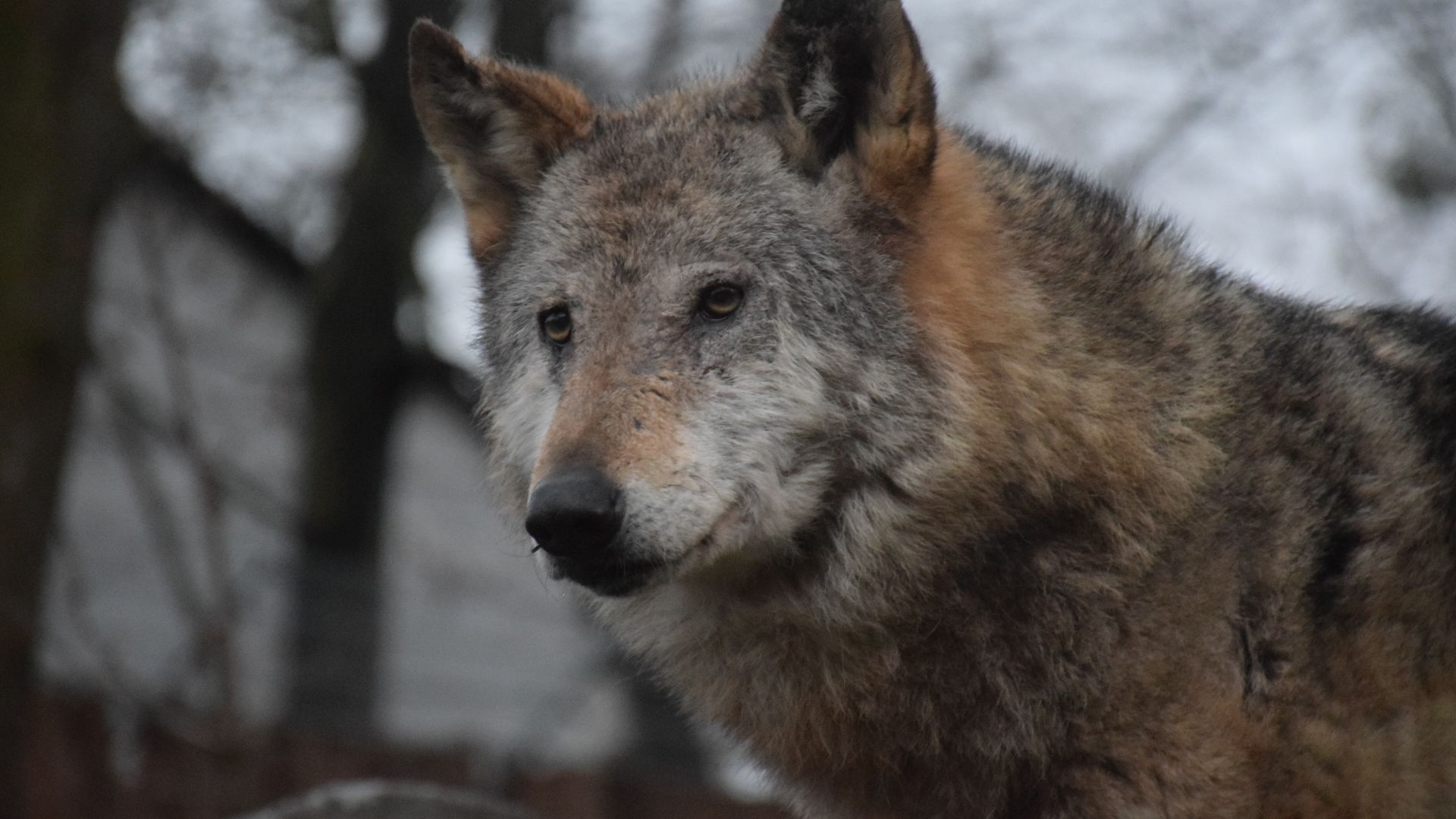 Headshot of a common European wolf in a zoo