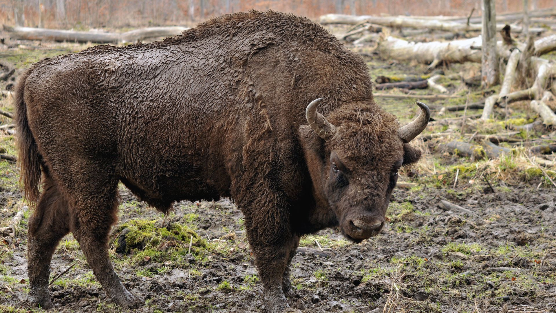 Wisent in the Wisentgehege Springe game park near Springe, Hanover, Germany. The European bison or wisent (Bison bonasus) is the heaviest of the surviving land animals in Europe, with males growing to around 1,000 kg (2,200 lb). European bison were hunted
