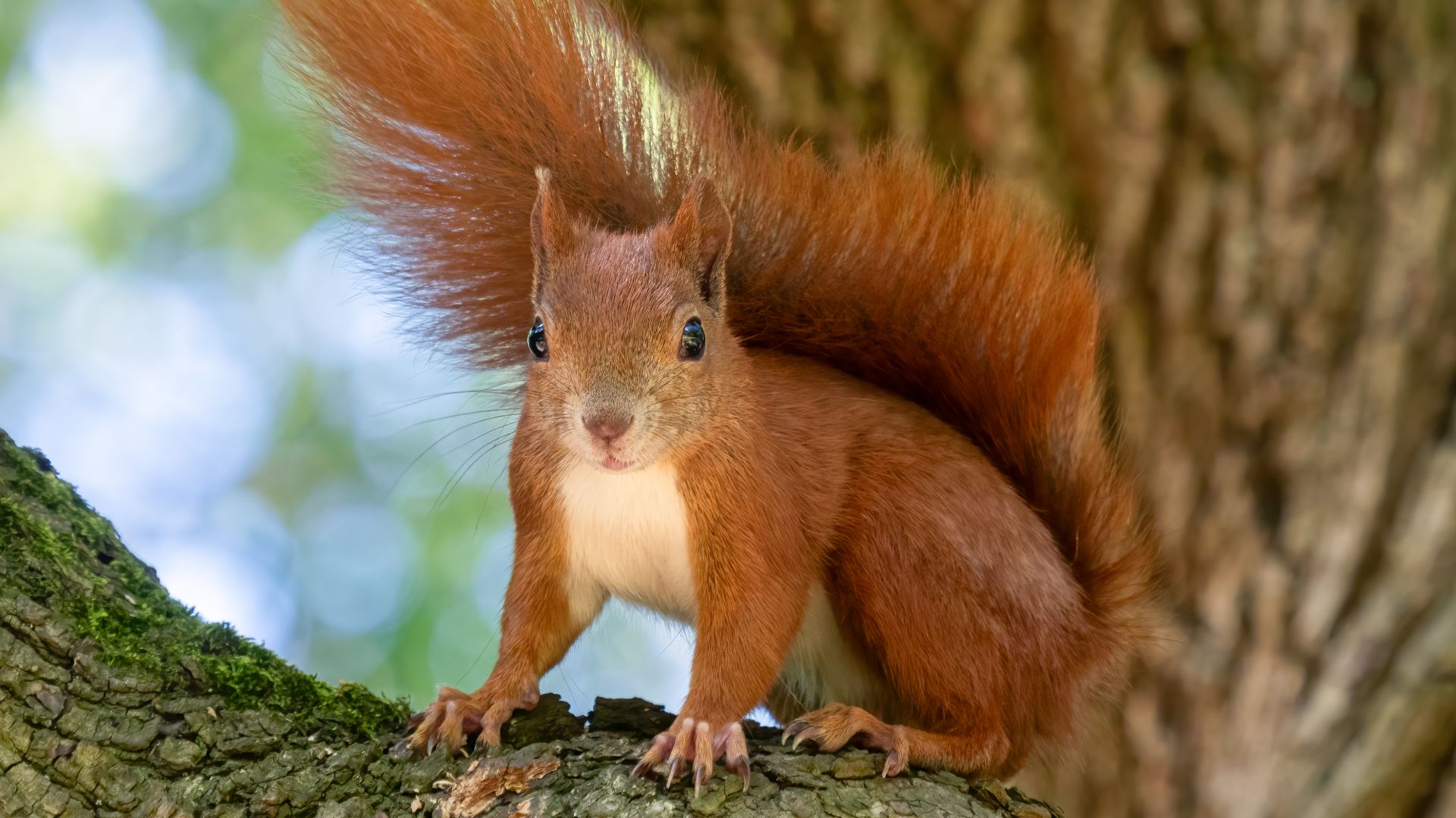 Red squirrel in Royal Lazienki Park, Warsaw, Poland.