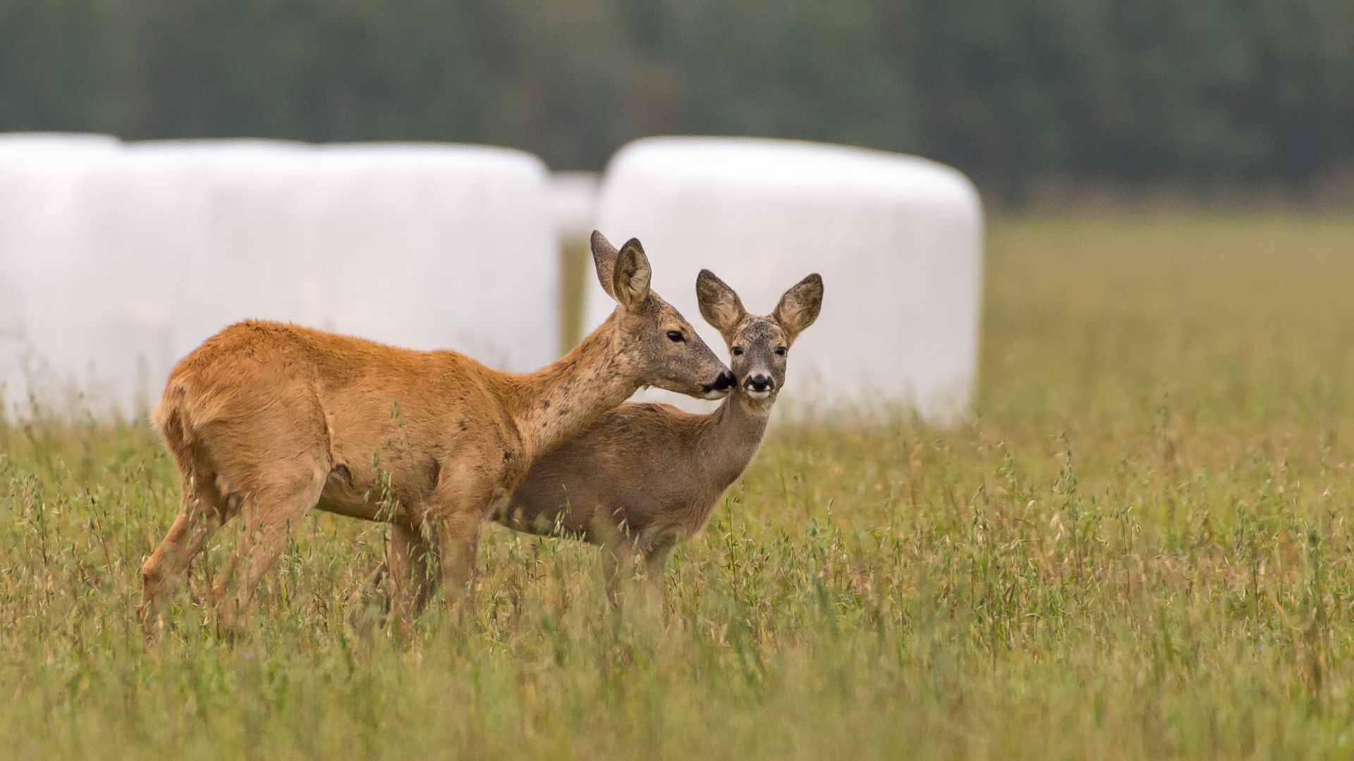 Roe deer in Lääneranna Parish, Estonia