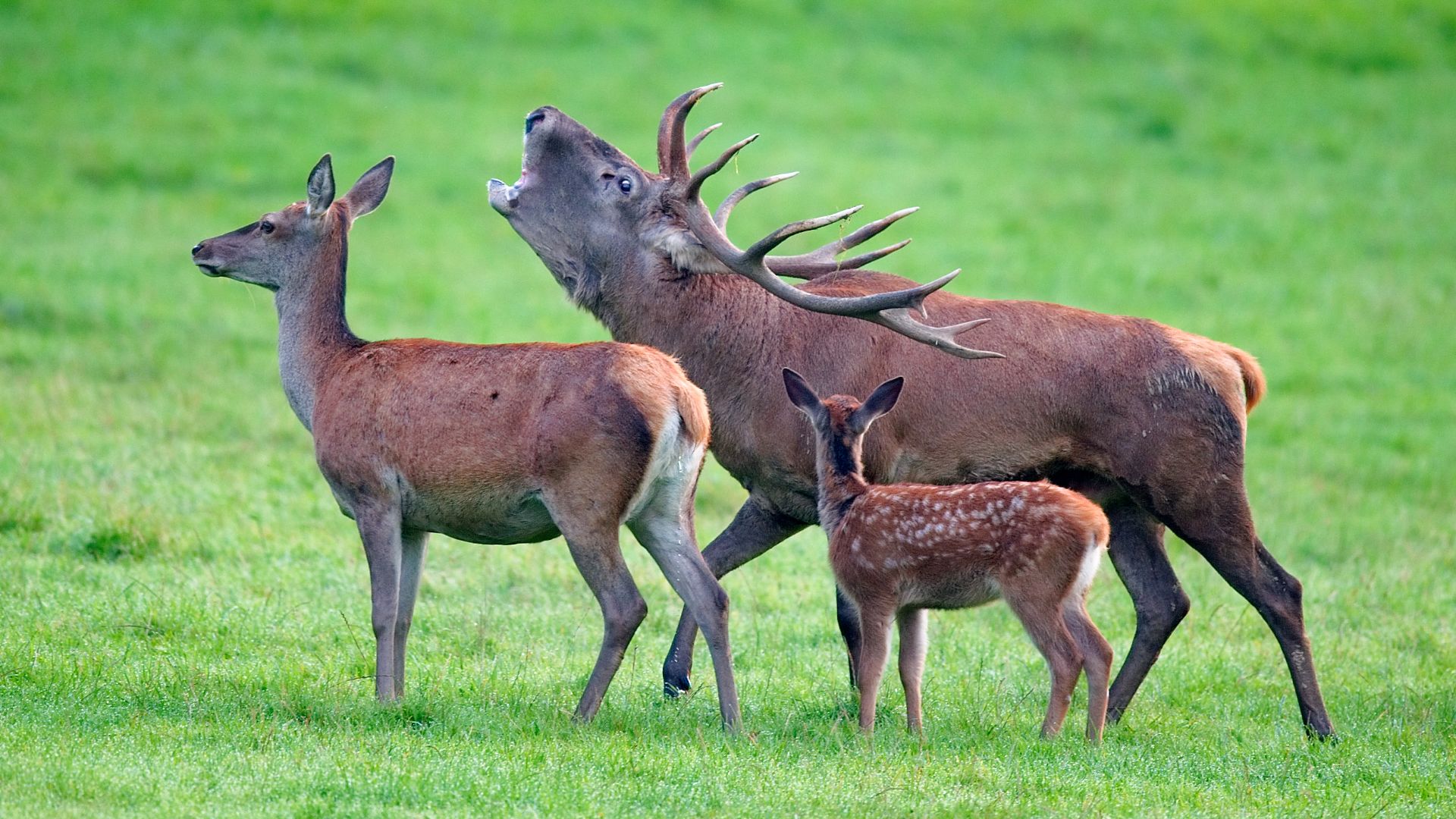 Red deer Cervus elaphus, in Freyr forest, near Han-sur-Lesse, Belgium.