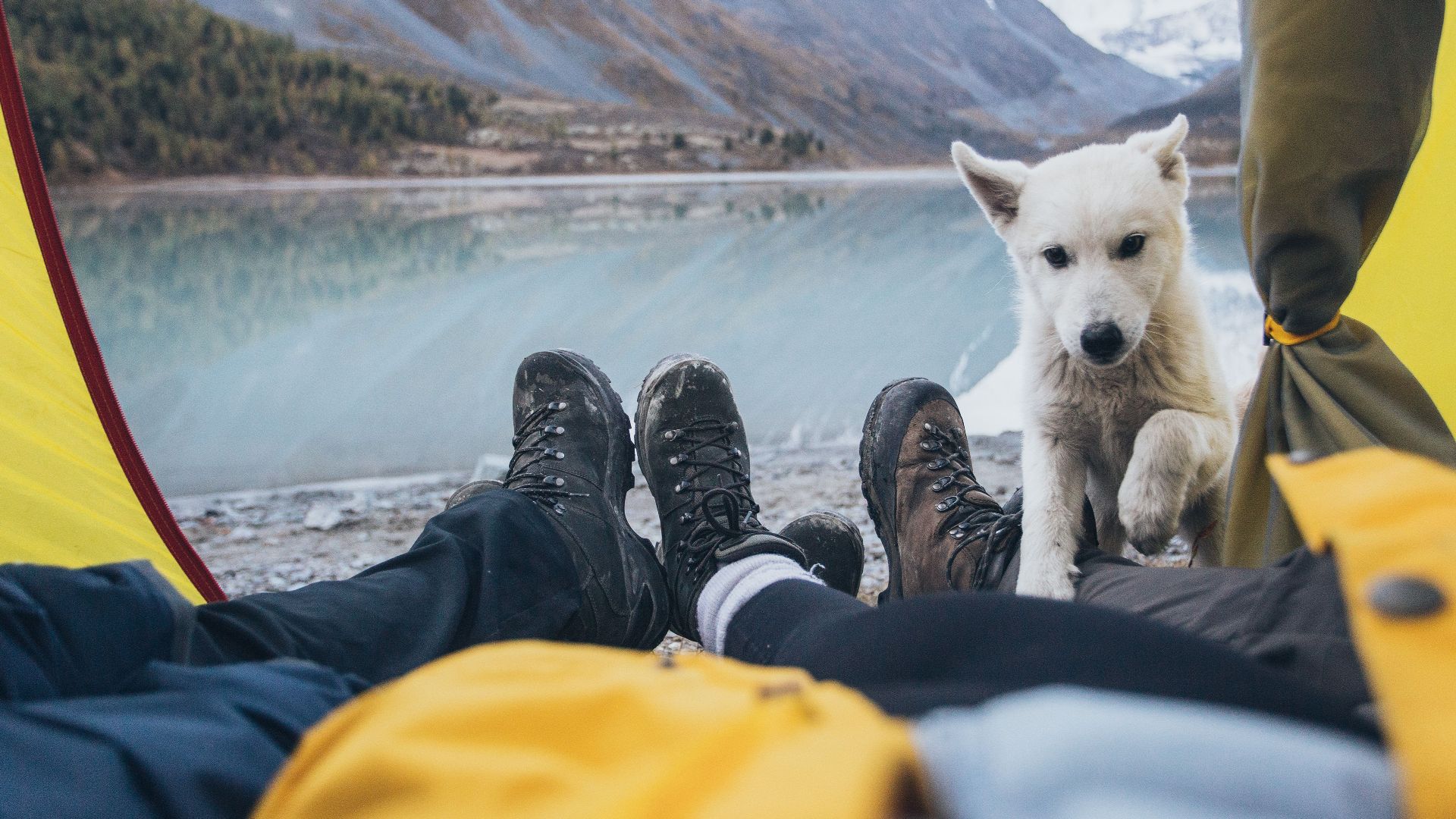 Couple camping in a tent with a white dog by a serene mountain lake.