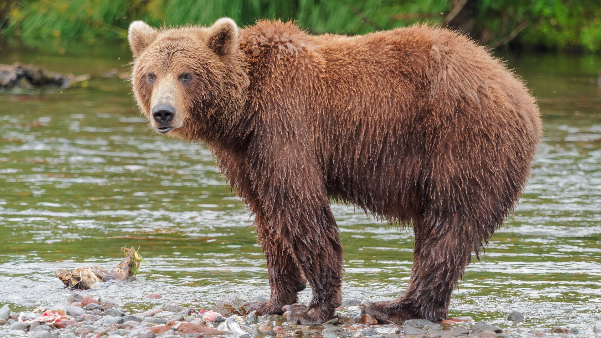 A Kamchatka Brown Bear near Dvuhyurtochnoe taken on July 23rd, 2015.