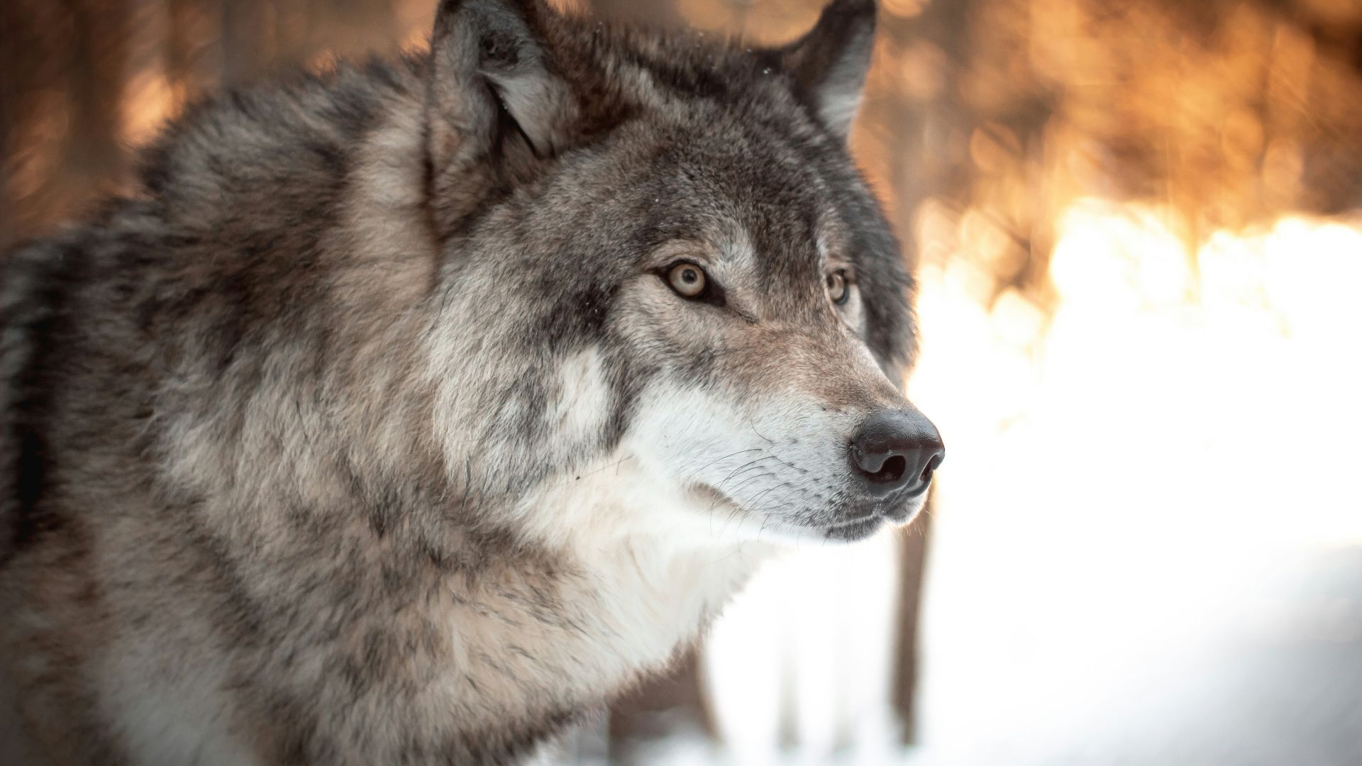 white and black wolf in tilt shift lens