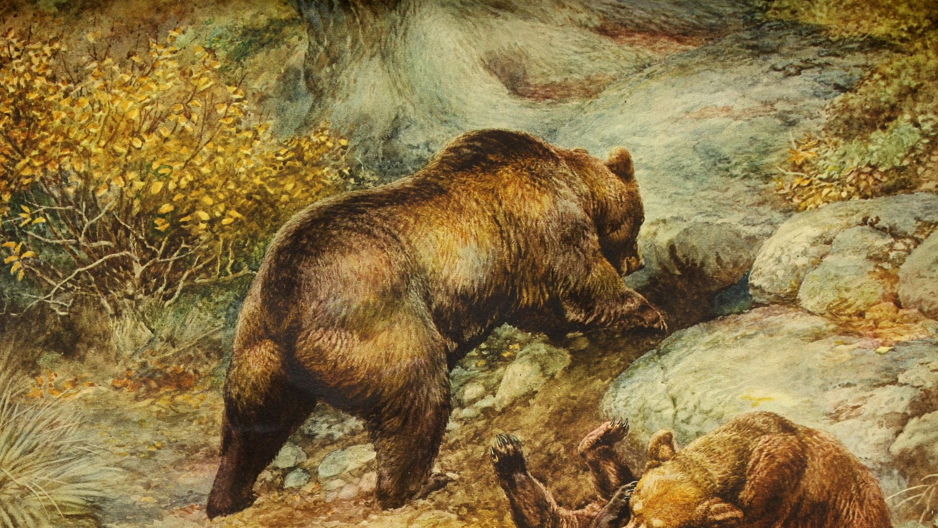 Ursus arctos arctos