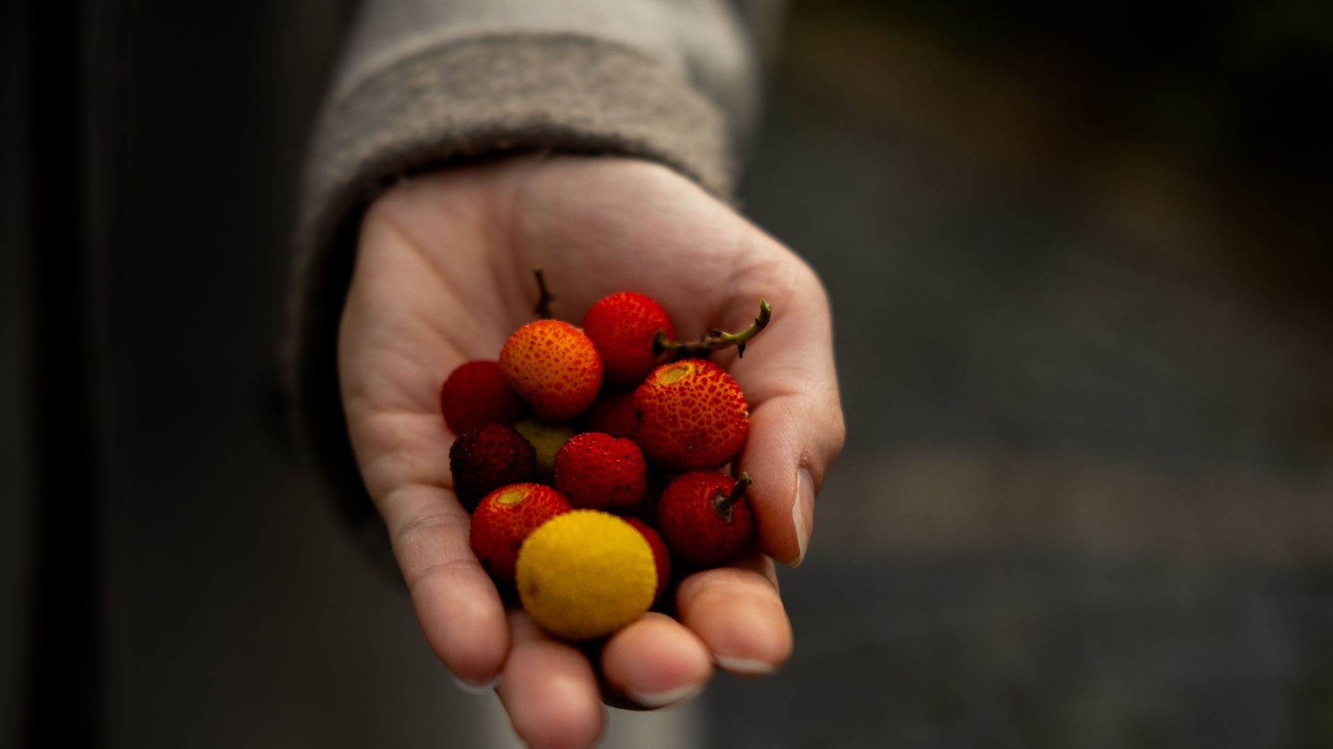 A close-up of a hand holding vibrant and colorful wild berries in a natural setting.