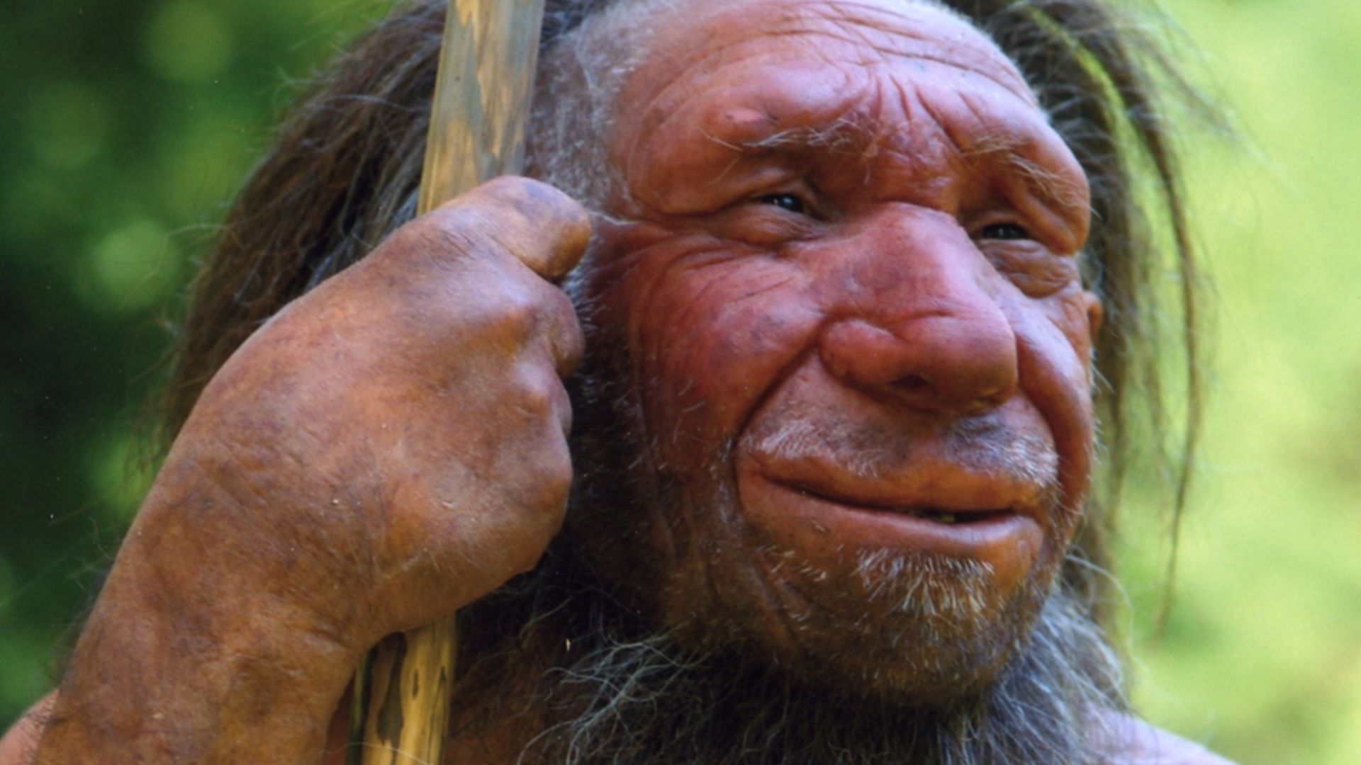 Lebend-Rekonstruktion im Neanderthal-Museum (Erkrath, Mettmann) eines Homo sapiens neanderthalensis „Mr. N“ (Ausschnitt des Originalfotos)