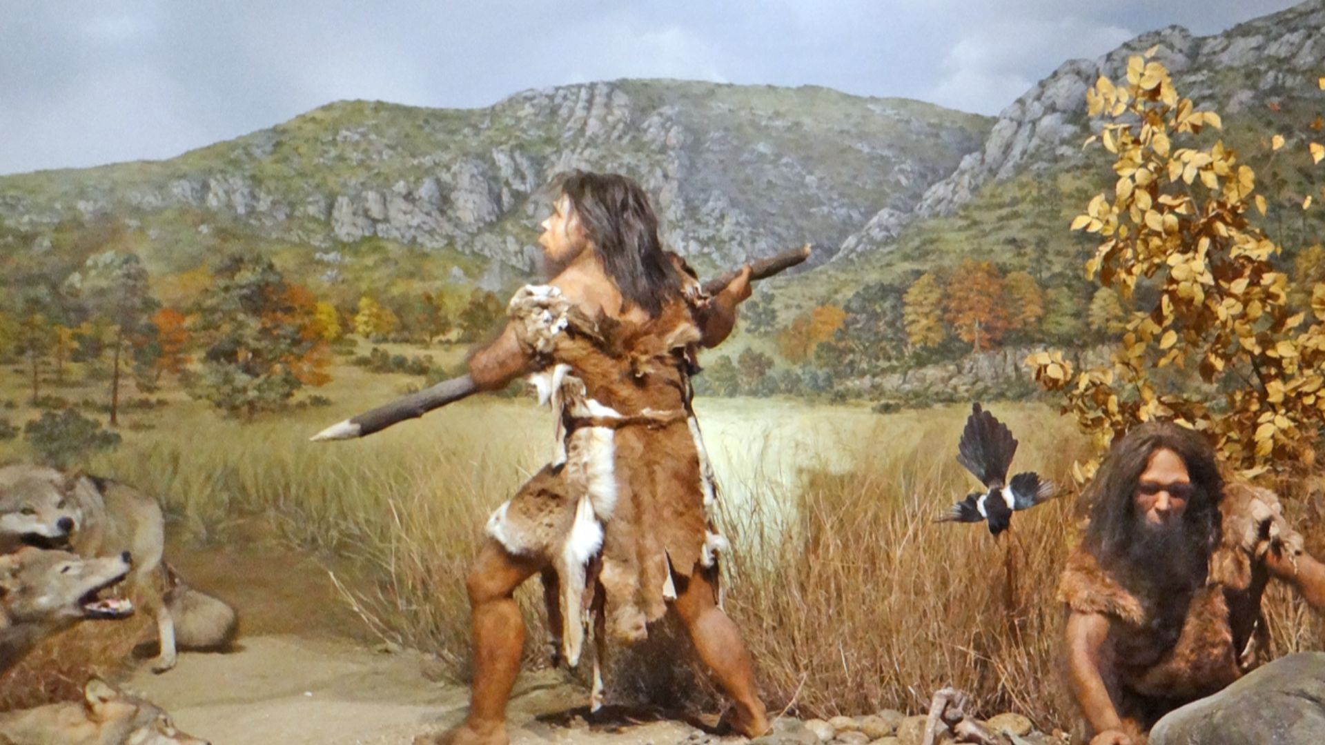 Reconstitution de l'homme de Tautavel dans son environnement en train de chasser il y a 450.000 ans
Diorama du musée de préhistoire de Tautavel


En 1971, la découverte dans la Caune de l'Arago de l'Homme de Tautavel (daté à -450 000 ans) par les équipes 