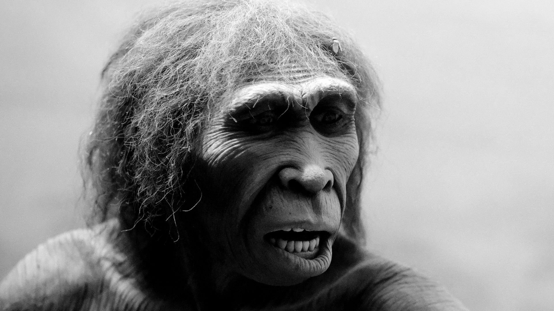 Homo ergaster reconstruction, American Museum of Natural History
An educated guess of homo ergaster (meaning