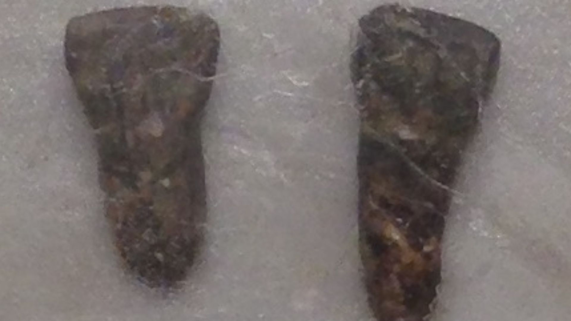 Casts of teeth of Yuanmou Man (Homo erectus yuanmouensis), found in China. The casts are owned by Shanghai Natural History Museum.