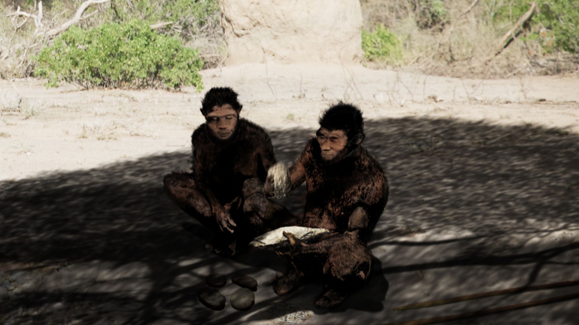 This restoration is based on evidence from the Daka Member, Ethiopia. The photo in the background is from a gallery forest on the Kebena River, a tributary of the modern Awash River. The squatting posture is based on femoral anteversion frequent in Homo e