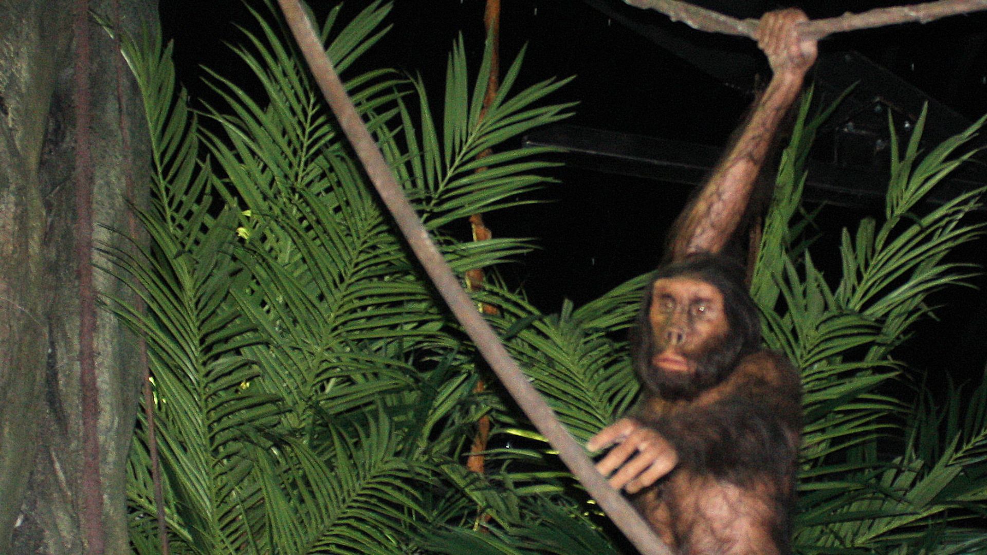 GONDWANA - the Praehistorium, Homo erectus