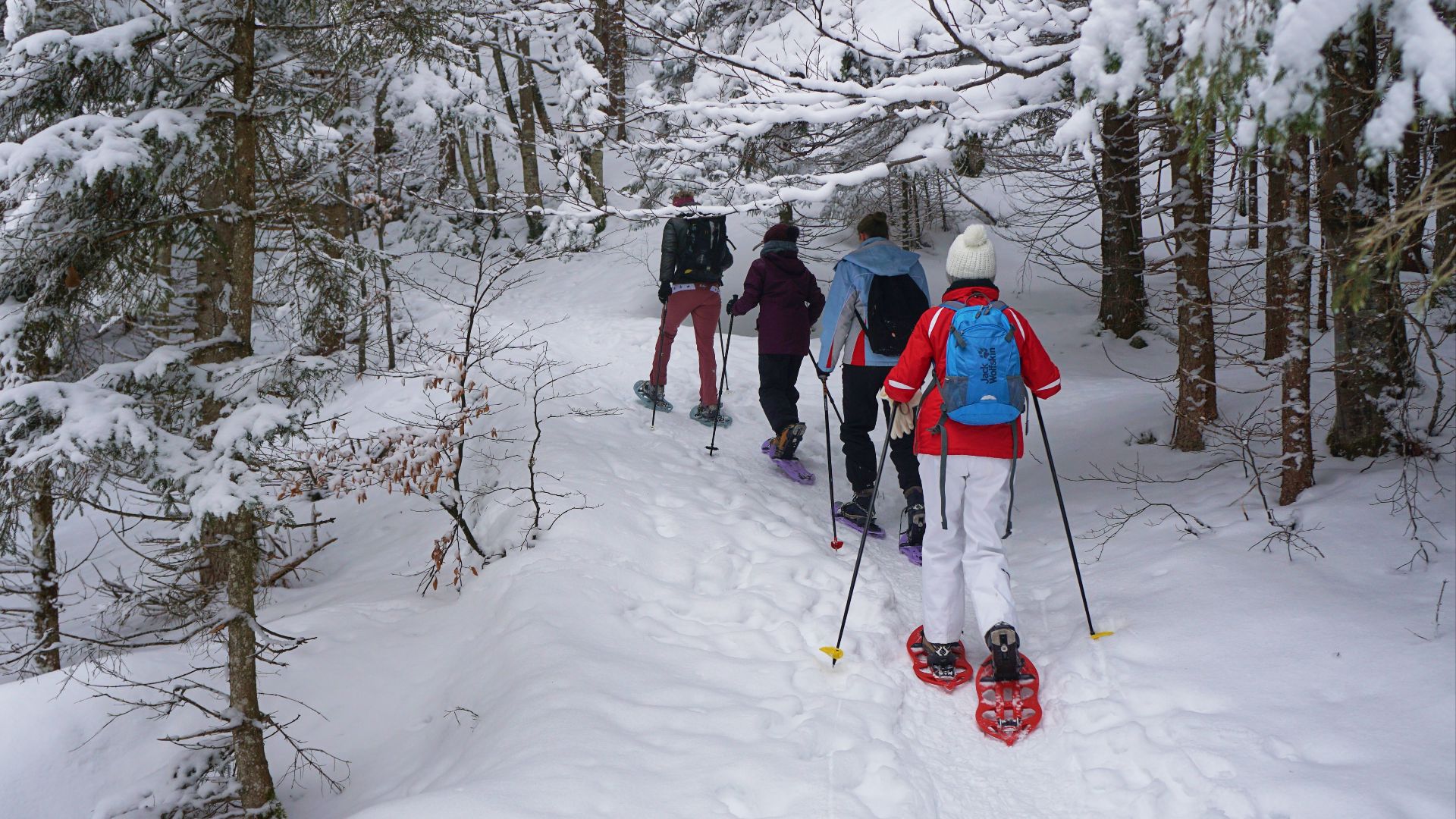 Group of hikers enjoying a snowy winter hike with snowshoes in a forest landscape.