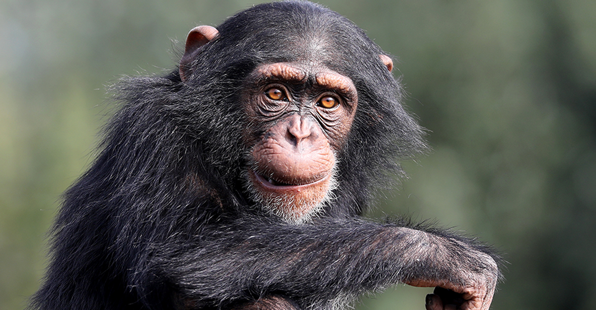 close up shot of chimpanzee (Pan troglodytes) in habitat
