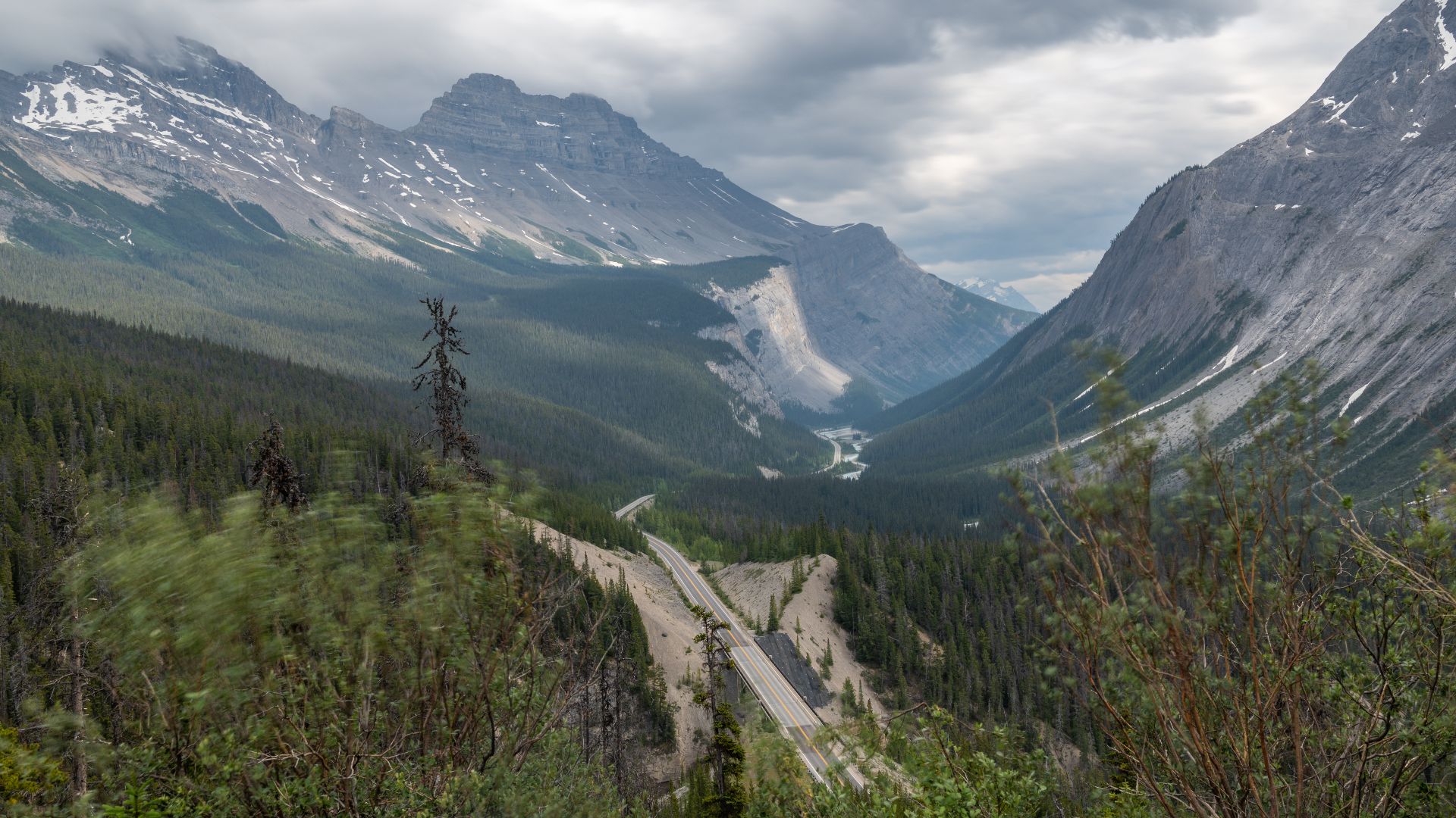 View of the Icefields Parkway (Highway 93) winding through a forested valley beneath the Canadian Rockies from the north side of Parker Ridge, with intentional motion blur in the foreground foliage conveying wind movement. Jasper National Park, Alberta, C