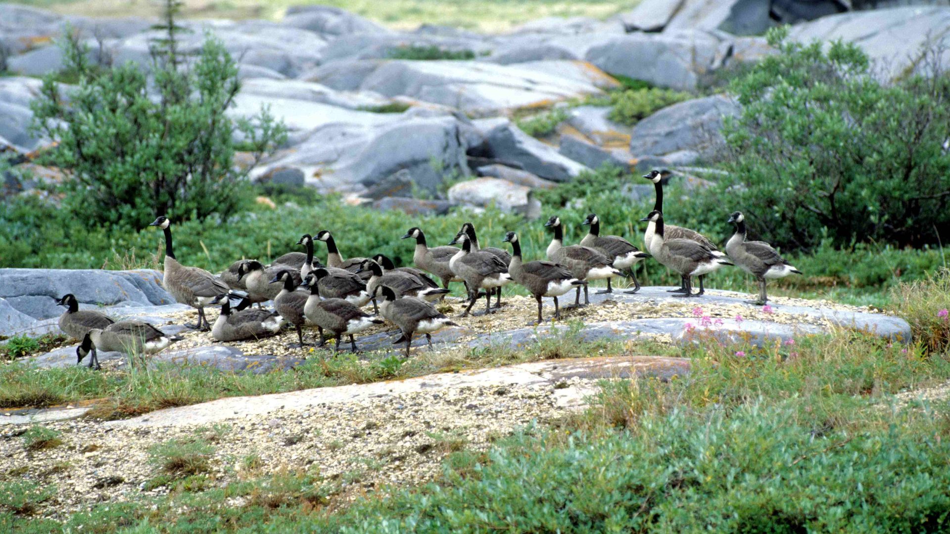 Canada geese (Wapusk National Park, Manitoba, Canada)