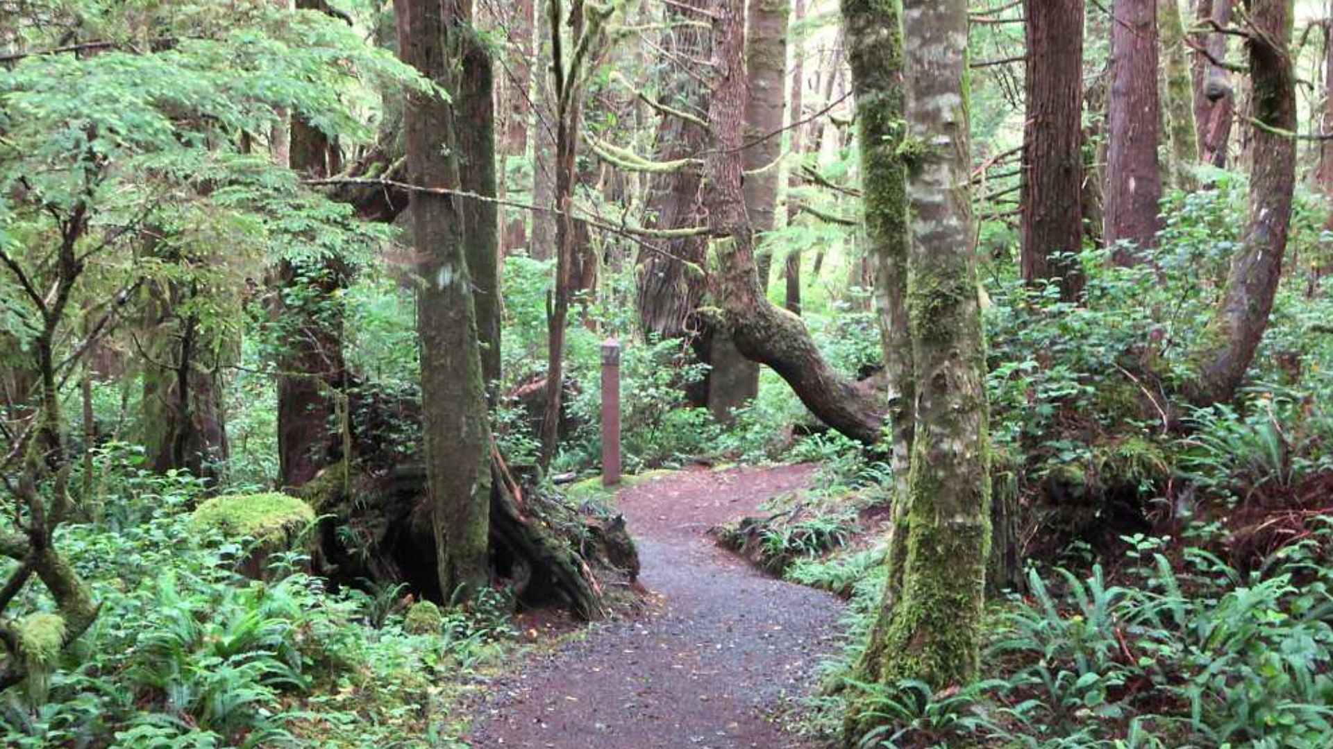 The San Josef Bay Trail in Cape Scott Provincial Park at the northwestern end of Vancouver Island, British Columbia, Canada, is a gentle 2.5-kilometer stroll.