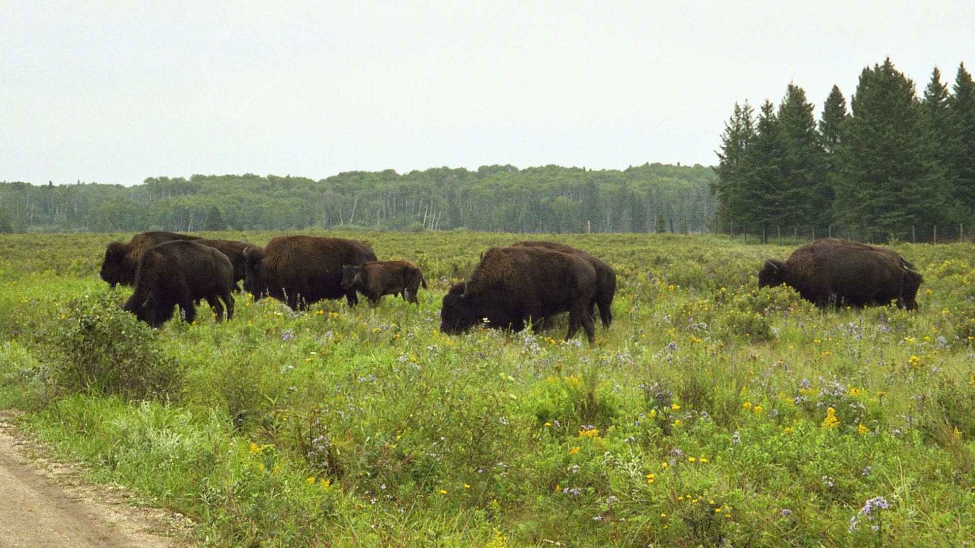 Riding Mountain National Park, Wasagaming, Clear Lake, Manitoba, Canada