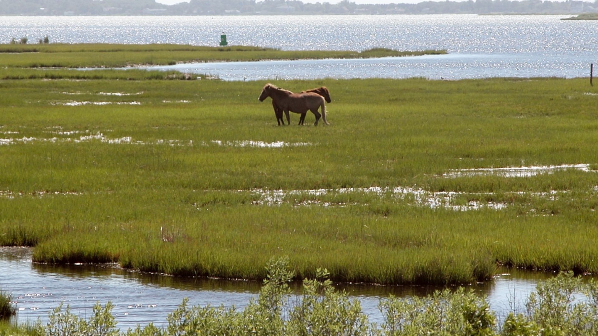 Horses, Assateague State Park, Maryland, USA