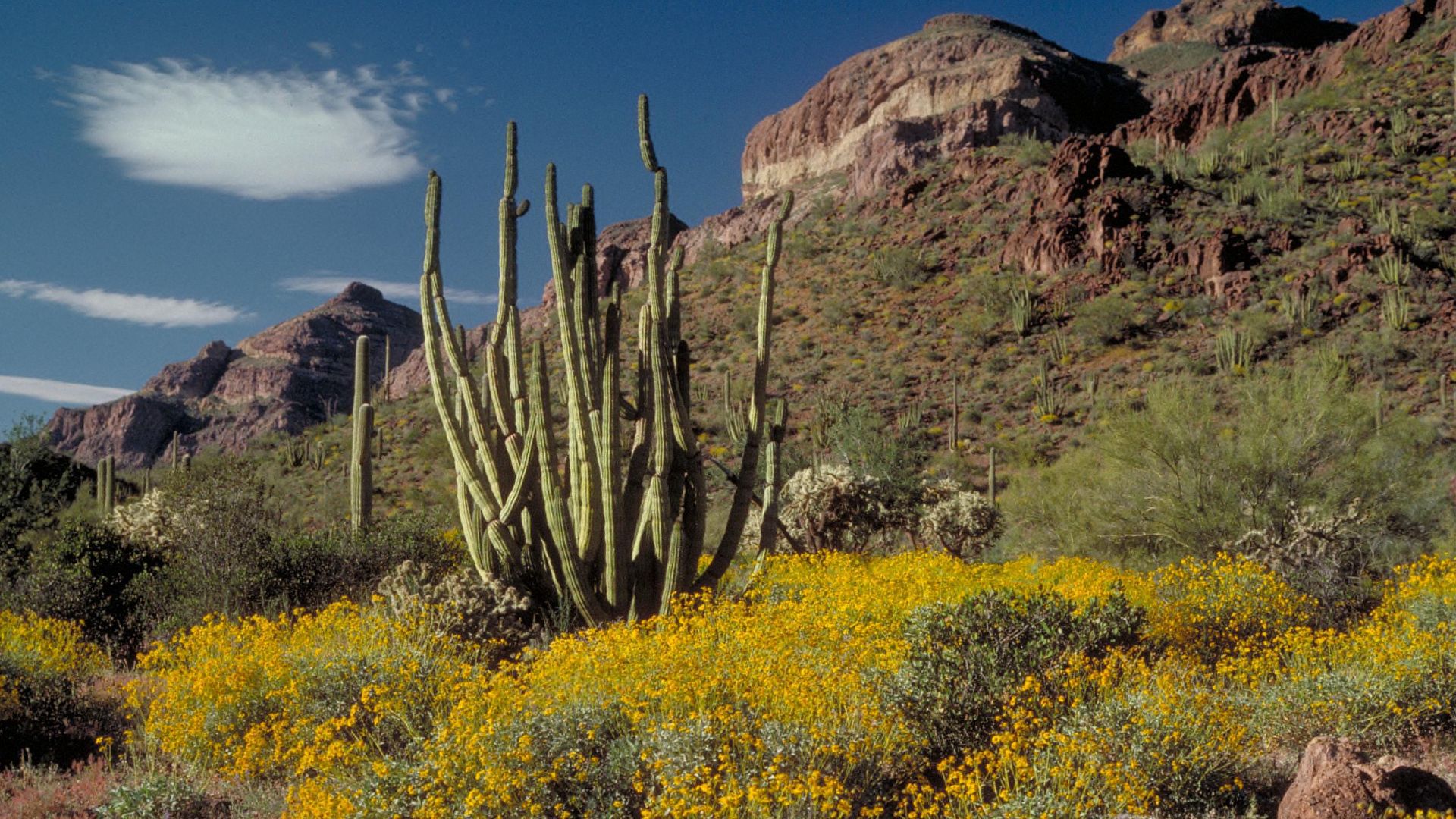Organ Pipe Cactus and Brittlebush
Organ Pipe Cactus National Monument celebrates the life and landscape of the Sonoran Desert. Here, in this desert wilderness of plants and animals and dramatic mountains and plains scenery, you can drive a lonely road, hi