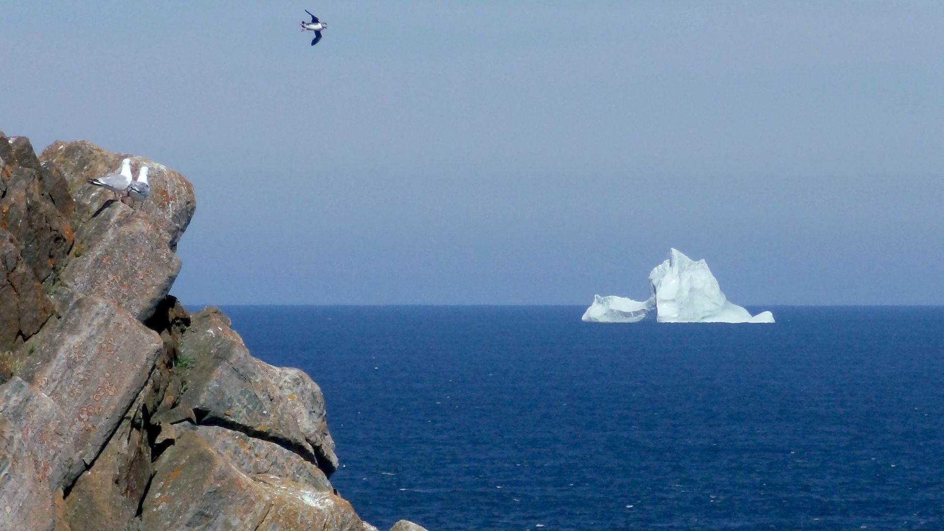 Iceberg and tip of puffin colony island, looking east from alongside lighthouse at Cape Bonavista, Newfoundland, Canada