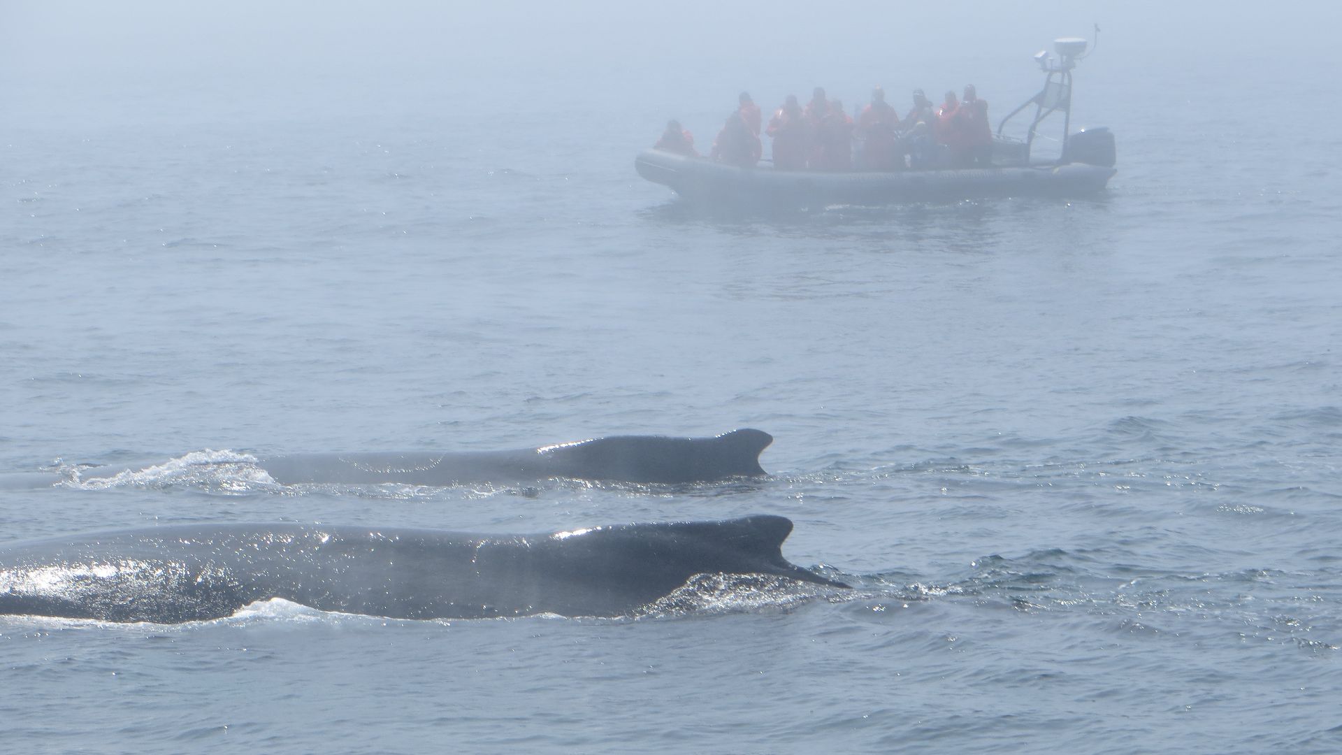 Whale watching on Nova Scotia is a good way to see whales and other sea life, even on foggy days.