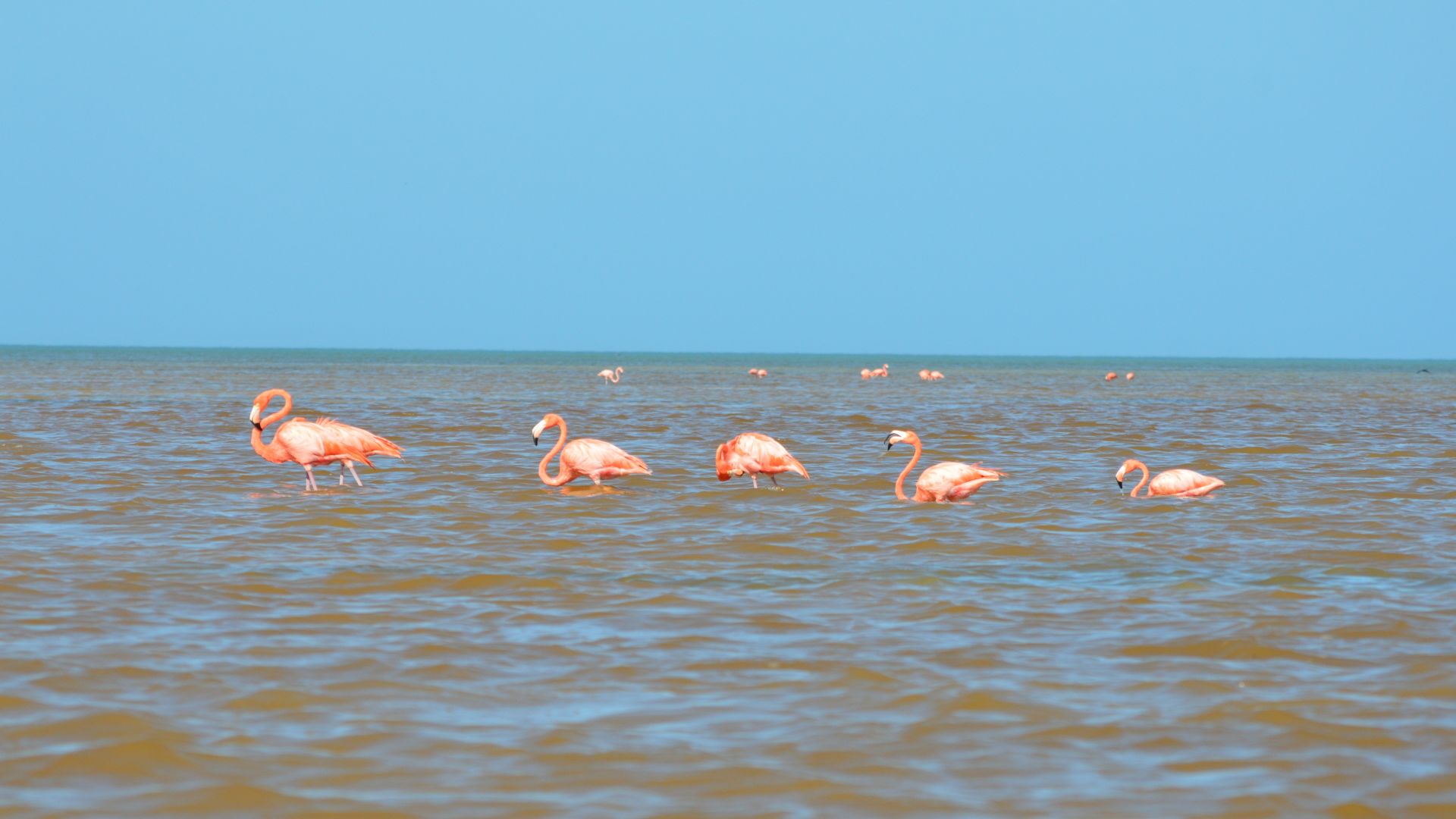 Flamingos in the ocean near the mouth of the Ria Celestun, Yucatan