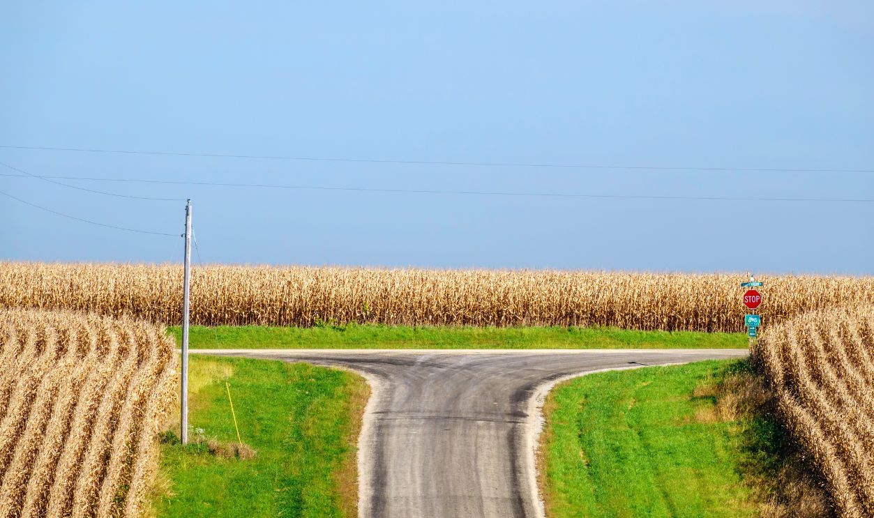 At the crossroads: One paved country road ends at another, with three cornfields by the intersection, early autumn in southwestern Wisconsin, USA, for themes of change, options, decision 