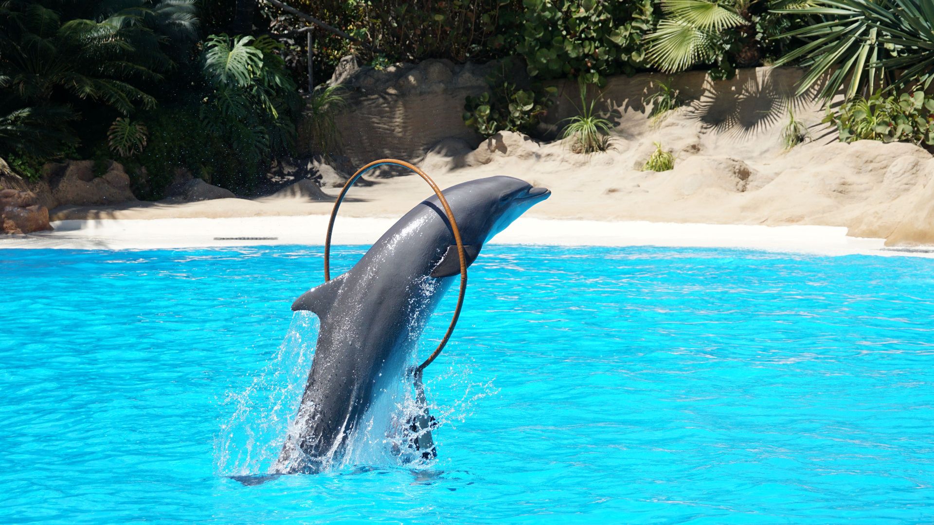 A dolphin leaps through a hoop in a pool, showcasing an entertaining aquatic trick.
