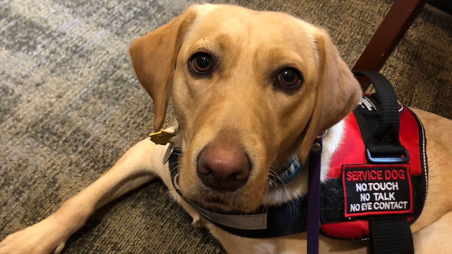 Service dog (yellow lab) laying down