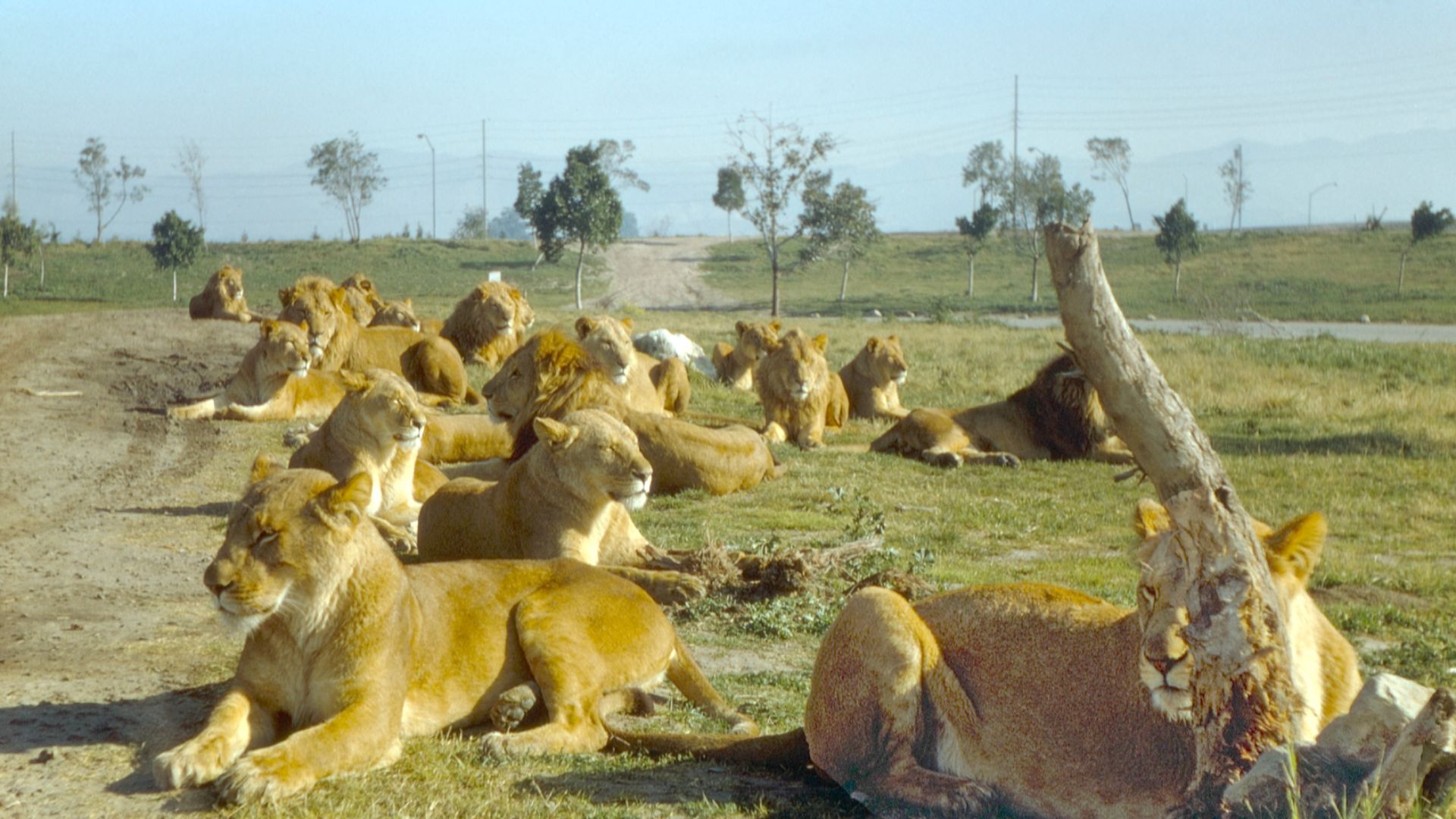 California's Lion Country Safari opened in 1970 and closed in 1984. It was located in Irvine, Orange County.
