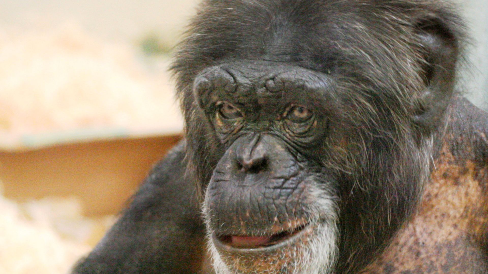 Sub-adult male chimpanzee at Twycross Zoo UK, 2005. Credit: William H. Calvin.