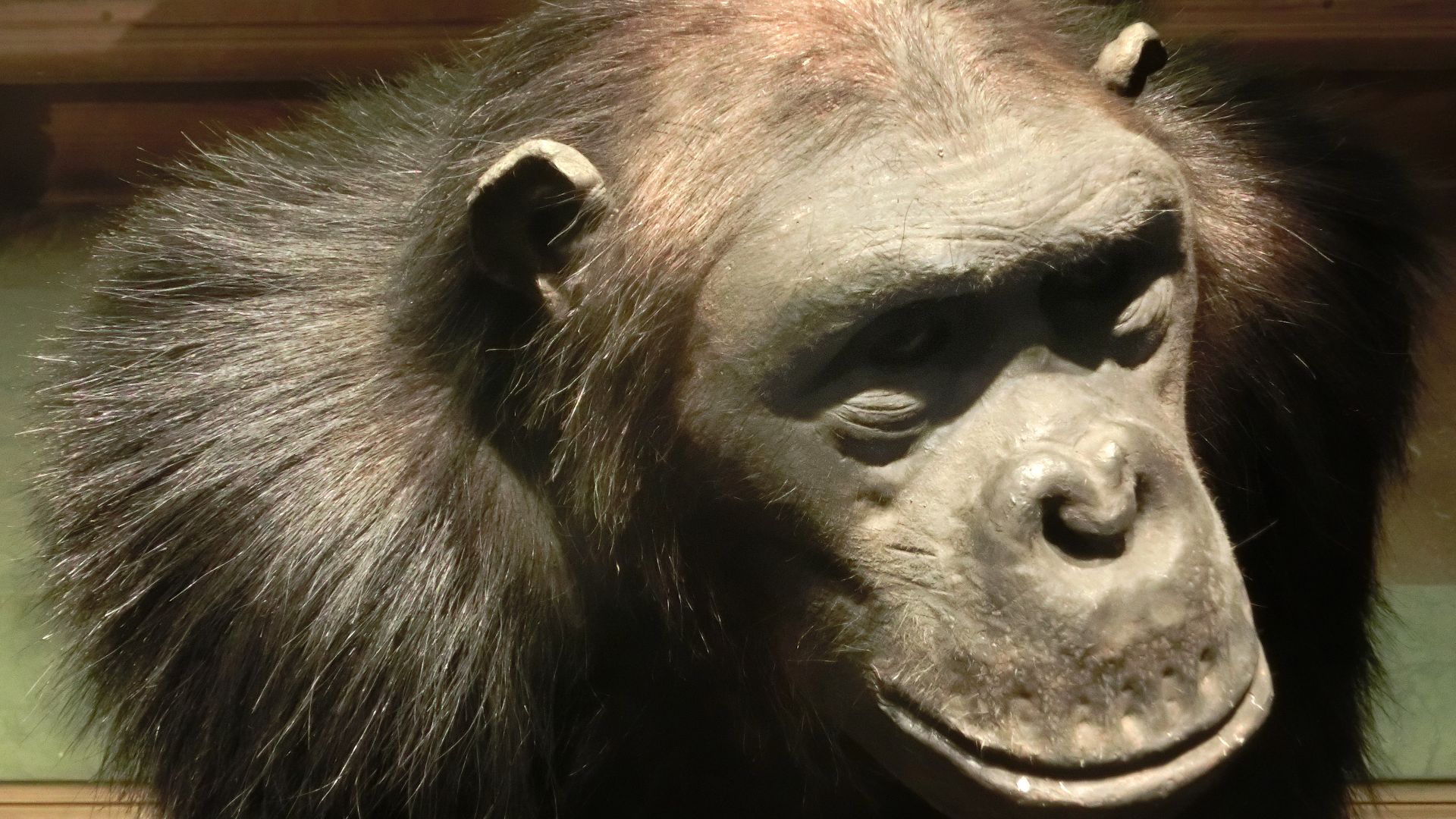 En uppstoppad schimpanshane, Pan troglodytes, på Göteborgs Naturhistoriska Museum, Göteborg, Västra Götaland, Sverige.Skylten intill djuret lyder: