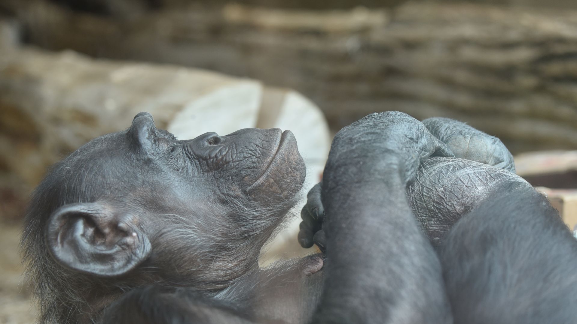 Chimpanzee Zoo Karlsruhe